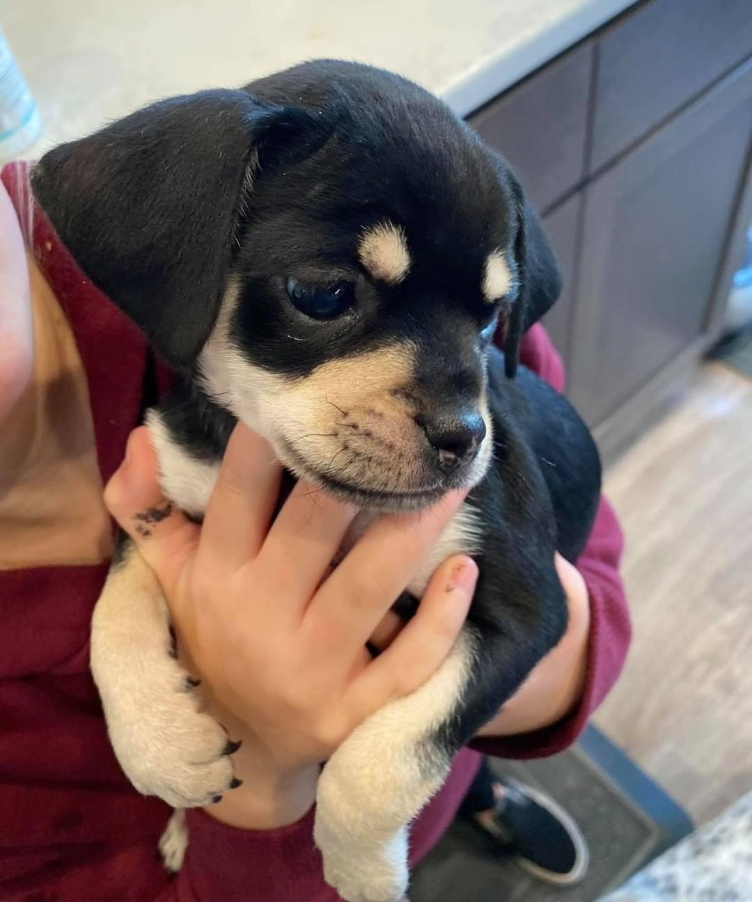 We are no longer accepting applications for the current chihuahuas in our care. We had over 120 applications for them and are excited for them to begin their new lives.

We have an extremely busy day ahead and will hopefully start contacting potential adopters this evening or tomorrow. 

Do not be disappointed if you are not selected this time around.  We wish we could accommodate all of our approved applicants.  Don’t let it keep you from applying for other animals in our care.