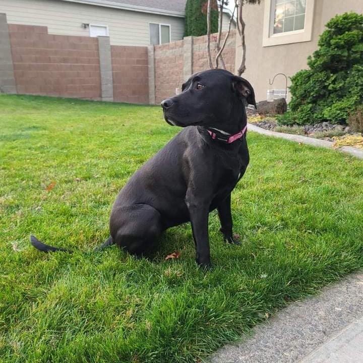 Betty is a one year old lab/pittie mix looking for her forever home! She was adopted through us as a puppy several months ago, and is being returned for personal reasons unrelated to Betty. She is a great pup, good with dogs and people (including kids)! Betty would make a great family dog for anyone who will continue to train and socialize her appropriately. She is submissive to other dogs, and would love a home with another dog or two to play with. 

Betty is crate trained, potty trained, spayed, up to date on vaccinations, microchipped & dewormed! 

Please apply to adopt at: https://www.shelterluv.com/embed/animal/TPBP-A-395