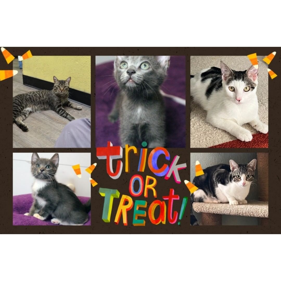 CAT ADOPTIONS today from 12 to 4 at the Aliso Viejo PetSmart,  stop by <a target='_blank' href='https://www.instagram.com/explore/tags/happyhalloween/'>#happyhalloween</a> <a target='_blank' href='https://www.instagram.com/explore/tags/petamartcharities/'>#petamartcharities</a> <a target='_blank' href='https://www.instagram.com/explore/tags/petsmart_aliso_viejo/'>#petsmart_aliso_viejo</a> <a target='_blank' href='https://www.instagram.com/explore/tags/lifeatpetsmart/'>#lifeatpetsmart</a>