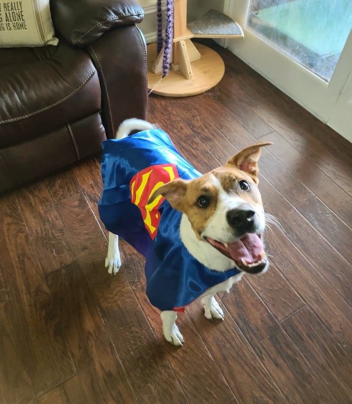 🎃 Pancake needs your help! It's his first-time trick or treating and he just doesn't know what to be. His foster mom told him they could do a photo shoot and ask the Facebook people what he should dress up as. A ferocious dinosaur? Super Pancake? A football player? Or maybe a smiley shark? What do you think Pancake should be?  <a target='_blank' href='https://www.instagram.com/explore/tags/LAPdog/'>#LAPdog</a> <a target='_blank' href='https://www.instagram.com/explore/tags/HalloweenDog/'>#HalloweenDog</a> <a target='_blank' href='https://www.instagram.com/explore/tags/HappyHalloween/'>#HappyHalloween</a> <a target='_blank' href='https://www.instagram.com/explore/tags/TrickOrTreat/'>#TrickOrTreat</a> <a target='_blank' href='https://www.instagram.com/explore/tags/AdoptMe/'>#AdoptMe</a>  <a target='_blank' href='https://www.instagram.com/explore/tags/PancakePuppy/'>#PancakePuppy</a> 

🦖Check out Pancake's Petfinder profile here. 
https://www.petfinder.com/dog/pancake-51236029/tx/dallas/league-of-animal-protectors-tx1617/

🦈Adopt Pancake here.
https://www.laprescue.org/adoption-app-.html