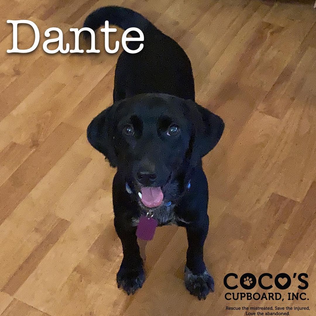 Meet Dante 🐾🐾🐾 He is a 1 year old dachshund/chihuahua mix. He is playful and full of excitement. He likes kids, dogs, and cats. Check him out and click on the app if you would like to meet him. If you would like to learn more about Coco’s Cupboard, please visit our website: www.cocoscupboardinc.org

To fill out an application on a dog, please go to: https://www.shelterluv.com/matchme/adopt/COCO/Dog