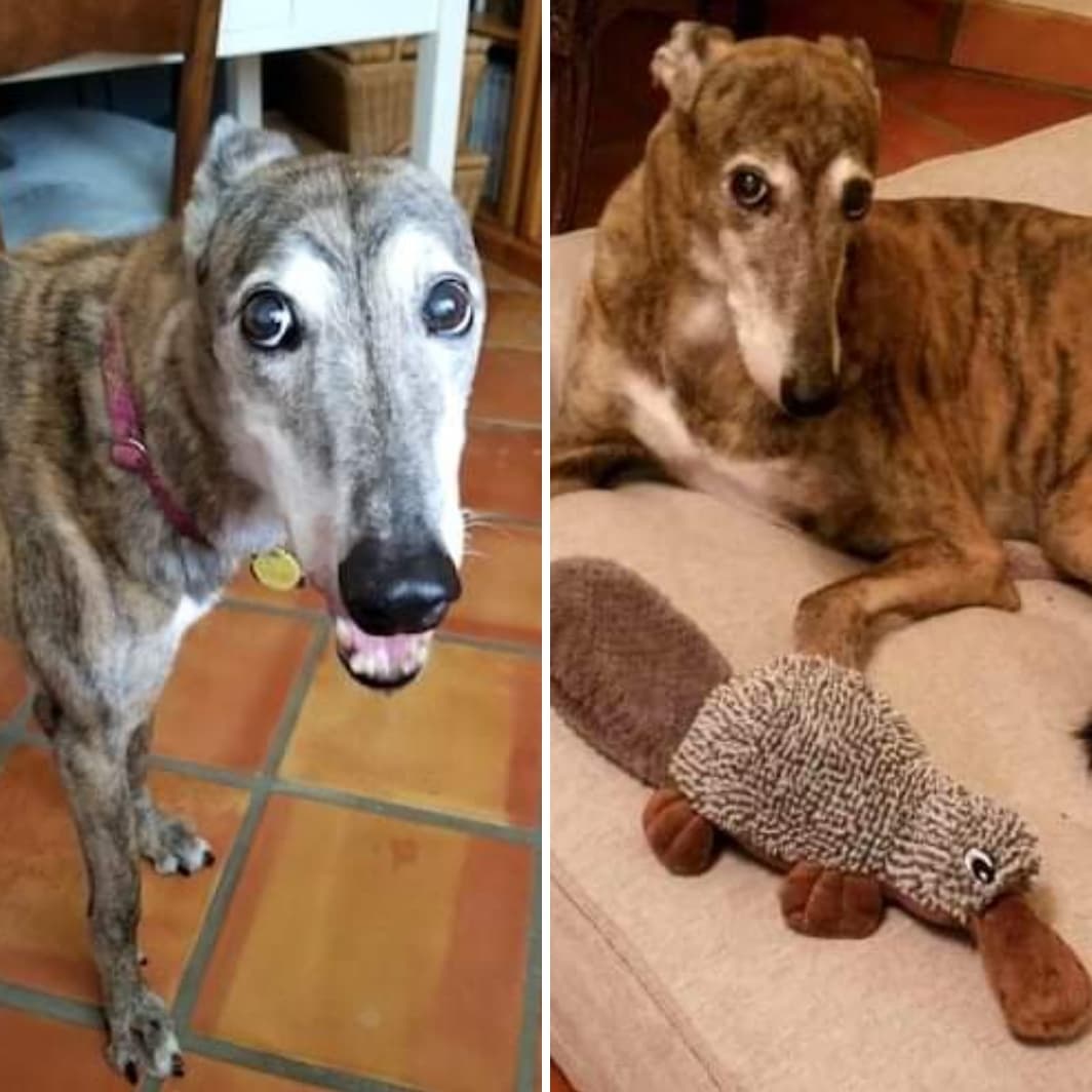 Yesterday, we lost another SA Greys early alum, just two months shy of her 14th birthday. Sweet Rosie, was beloved girl of the Sanchez family, Jim, Mary Ann and Joseph and grey sister, Brigid. When Rosie (Sugar) came to us back in early 2012, she was very ill, but her guardian angel, Wanda, helped nurse her back to health until she joined her loving forever family a short time later and lived a loving and pampered life. Rosie mastered the art of being petted and would go from person to person getting attention. Her mom, said she was the best dog ever. Rosie, run free at the bridge with so many of the treasured hounds before you. Our deepest sympathies go out to the Sanchez family.
<a target='_blank' href='https://www.instagram.com/explore/tags/greyhound/'>#greyhound</a> <a target='_blank' href='https://www.instagram.com/explore/tags/greyhounds/'>#greyhounds</a> <a target='_blank' href='https://www.instagram.com/explore/tags/greyhoundsofinstagram/'>#greyhoundsofinstagram</a>