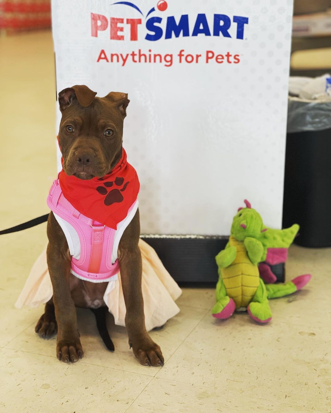 Princess Bella here reminding you to come meet her at Petsmart on Davis Hwy. From 12-4pm!! She would love to celebrate Halloween with her forever family 🎃🐾💜

Bella is a 5 month old Pitbull mix. She loves everyone she meets & would make a great addition to any family!! <a target='_blank' href='https://www.instagram.com/explore/tags/adoptdontshop/'>#adoptdontshop</a> <a target='_blank' href='https://www.instagram.com/explore/tags/rescue/'>#rescue</a> <a target='_blank' href='https://www.instagram.com/explore/tags/foster/'>#foster</a> <a target='_blank' href='https://www.instagram.com/explore/tags/volunteer/'>#volunteer</a> <a target='_blank' href='https://www.instagram.com/explore/tags/juniorhumanesociety/'>#juniorhumanesociety</a> <a target='_blank' href='https://www.instagram.com/explore/tags/puppylove/'>#puppylove</a> <a target='_blank' href='https://www.instagram.com/explore/tags/puppiesofinstagram/'>#puppiesofinstagram</a> <a target='_blank' href='https://www.instagram.com/explore/tags/pensacola/'>#pensacola</a>