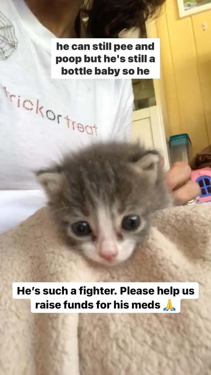 This is Noodles. We called him that because his hind legs aren’t working properly. 

Please help us raise fund to cover for his medical expenses 🙏 Even a small donation of $5 goes a long way 💕

<a target='_blank' href='https://www.instagram.com/explore/tags/catrescue/'>#catrescue</a> <a target='_blank' href='https://www.instagram.com/explore/tags/rescue/'>#rescue</a> <a target='_blank' href='https://www.instagram.com/explore/tags/sanctuary/'>#sanctuary</a> <a target='_blank' href='https://www.instagram.com/explore/tags/nonprofit/'>#nonprofit</a> <a target='_blank' href='https://www.instagram.com/explore/tags/kitten/'>#kitten</a> <a target='_blank' href='https://www.instagram.com/explore/tags/kittenrescue/'>#kittenrescue</a> <a target='_blank' href='https://www.instagram.com/explore/tags/kittenplay/'>#kittenplay</a> <a target='_blank' href='https://www.instagram.com/explore/tags/kittens/'>#kittens</a> <a target='_blank' href='https://www.instagram.com/explore/tags/kittenhelp/'>#kittenhelp</a> <a target='_blank' href='https://www.instagram.com/explore/tags/fostercare/'>#fostercare</a>