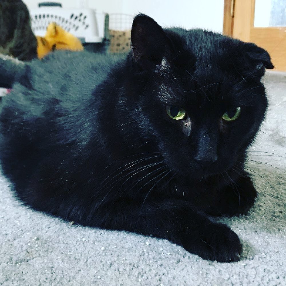 It’s <a target='_blank' href='https://www.instagram.com/explore/tags/nationalblackcatday/'>#nationalblackcatday</a> and we have several black cats ready to find their furrever home! 

Black is the most dominant fur color. Black cats can even change color. Some have a tabby pattern that can be seen in different lighting. Pretty cool! 

<a target='_blank' href='https://www.instagram.com/explore/tags/BMHACats/'>#BMHACats</a> <a target='_blank' href='https://www.instagram.com/explore/tags/rescuecat/'>#rescuecat</a> <a target='_blank' href='https://www.instagram.com/explore/tags/adoptdontshop/'>#adoptdontshop</a> <a target='_blank' href='https://www.instagram.com/explore/tags/easternoregon/'>#easternoregon</a>