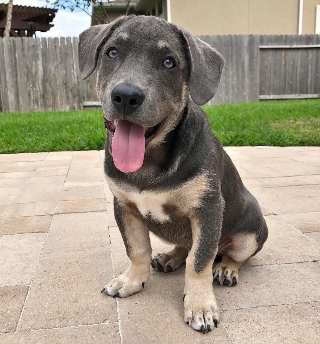 💙🐾Adorable puppy alert!!! 
Baloo is looking to meet us forever family.. you may notice he’s a bit of a shorty.. those cute legs aren’t so long.. haha.. He is such a good pup, 4.5 months old and about 20 lbs. He’s a chill puppy and will also play.. had a great time sleeping in the car.. His favorite toy.. a tennis ball.. 

http://bit.ly/BellesBudsApp