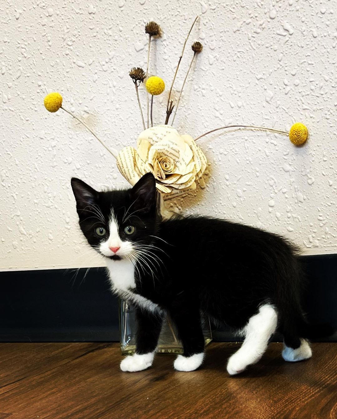🎃 Happy Halloween from Y4C 🎃

Meet our *very scary* newest <a target='_blank' href='https://www.instagram.com/explore/tags/deCATurFosters/'>#deCATurFosters</a>! Spook, Wednesday, Uncle Fester, Gomez, Pugsley, Lurch. Spook was an orphan found crying in the rain and is about 10 weeks old. The Adams Family kittens were born to a feral mom, sheltered in a garage, and are about 7-8 weeks old. These creepers will be available for adoption in November, so keep an eye on our social media and yoga4cats.com/adopt! 

(Like our Halloween decor? Check out the @artfarmer217 and @onlyatthepair - you won’t want to miss the awesome holiday items they’ll have available!)

<a target='_blank' href='https://www.instagram.com/explore/tags/halloween/'>#halloween</a> <a target='_blank' href='https://www.instagram.com/explore/tags/kittens/'>#kittens</a> <a target='_blank' href='https://www.instagram.com/explore/tags/aww/'>#aww</a> <a target='_blank' href='https://www.instagram.com/explore/tags/spookyseason/'>#spookyseason</a> <a target='_blank' href='https://www.instagram.com/explore/tags/spook/'>#spook</a> <a target='_blank' href='https://www.instagram.com/explore/tags/adamsfamilymew/'>#adamsfamilymew</a> <a target='_blank' href='https://www.instagram.com/explore/tags/adopt/'>#adopt</a> <a target='_blank' href='https://www.instagram.com/explore/tags/decaturil/'>#decaturil</a> <a target='_blank' href='https://www.instagram.com/explore/tags/decaturillinois/'>#decaturillinois</a>