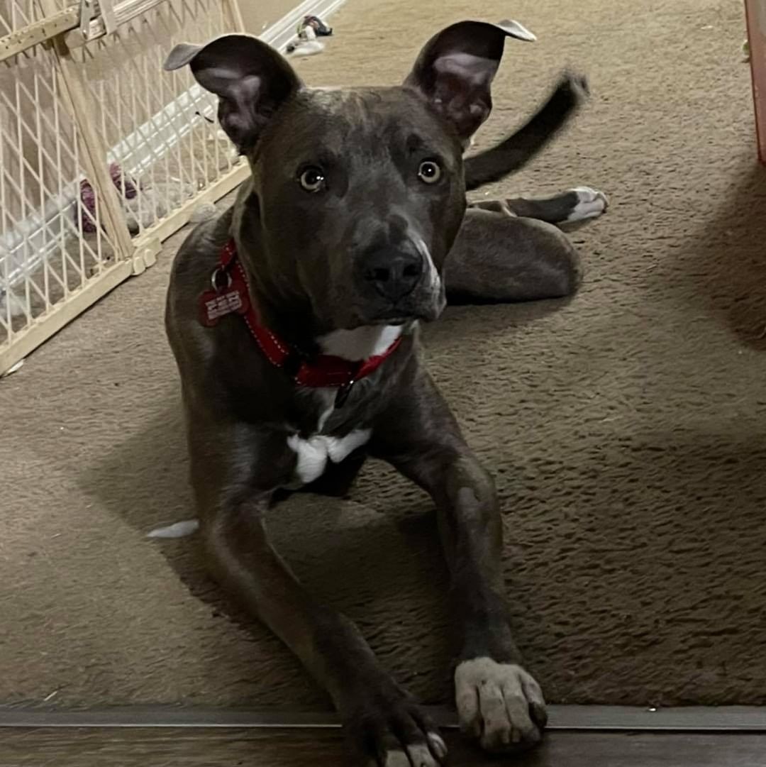 Oakley needs a ride from Tri-Cities, WA to Burien, WA! He is going to his new foster home, Sunday would be ideal! Please comment or message if you can help.