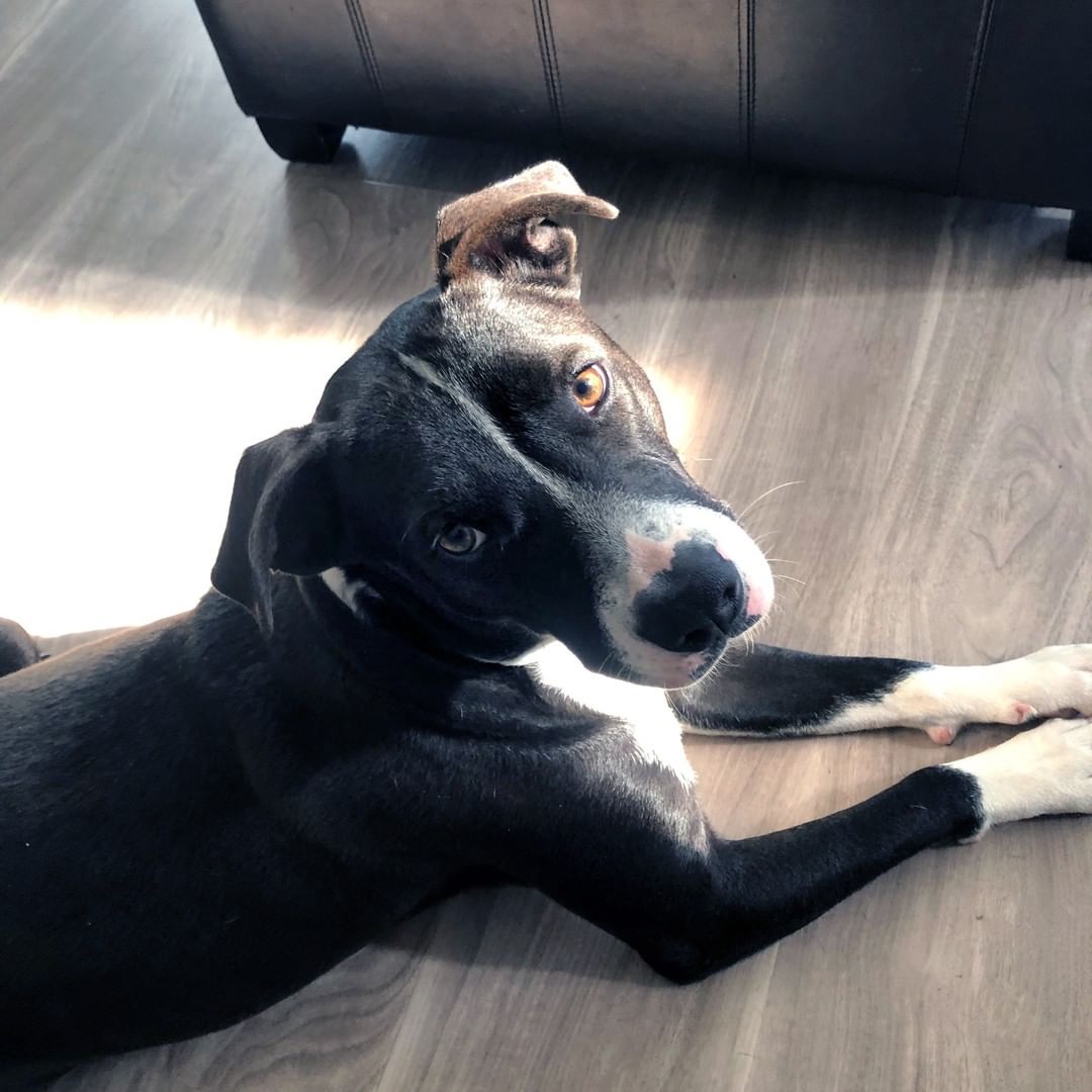 Our kennel received an early update on recently adopted Julia - and it seems she has joined a really wonderful family. She has already settled in and made herself part of the Keller household. Her adopter, Tracy shared: 


