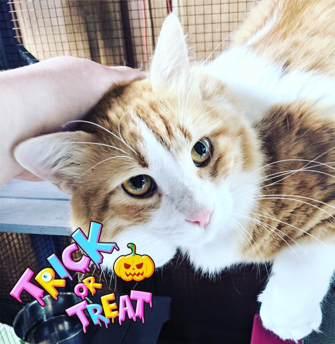 BEEEEBO would like to make a PSA on behalf of all his feline friends! 
🎃🐈‍⬛🎃🐈‍⬛🎃🐈‍⬛🎃🐈‍⬛🎃
It’s almost Hallow’s Eve!
The trick is to  keep your kitties inside where they are safe especially this time of year! The treat is you get to spoil them with even more kisses! 
<a target='_blank' href='https://www.instagram.com/explore/tags/keepkittiesindoors/'>#keepkittiesindoors</a>
<a target='_blank' href='https://www.instagram.com/explore/tags/indoorcatsonly/'>#indoorcatsonly</a>
<a target='_blank' href='https://www.instagram.com/explore/tags/catsofinstagram/'>#catsofinstagram</a> 
<a target='_blank' href='https://www.instagram.com/explore/tags/beautifulcats/'>#beautifulcats</a>
<a target='_blank' href='https://www.instagram.com/explore/tags/sexycats/'>#sexycats</a>
<a target='_blank' href='https://www.instagram.com/explore/tags/adoptablecats/'>#adoptablecats</a>
<a target='_blank' href='https://www.instagram.com/explore/tags/fostercats/'>#fostercats</a>
<a target='_blank' href='https://www.instagram.com/explore/tags/rescuecats/'>#rescuecats</a>
<a target='_blank' href='https://www.instagram.com/explore/tags/fancycats/'>#fancycats</a>
<a target='_blank' href='https://www.instagram.com/explore/tags/savingfancycats/'>#savingfancycats</a>
<a target='_blank' href='https://www.instagram.com/explore/tags/fancyfelines4adoption/'>#fancyfelines4adoption</a>