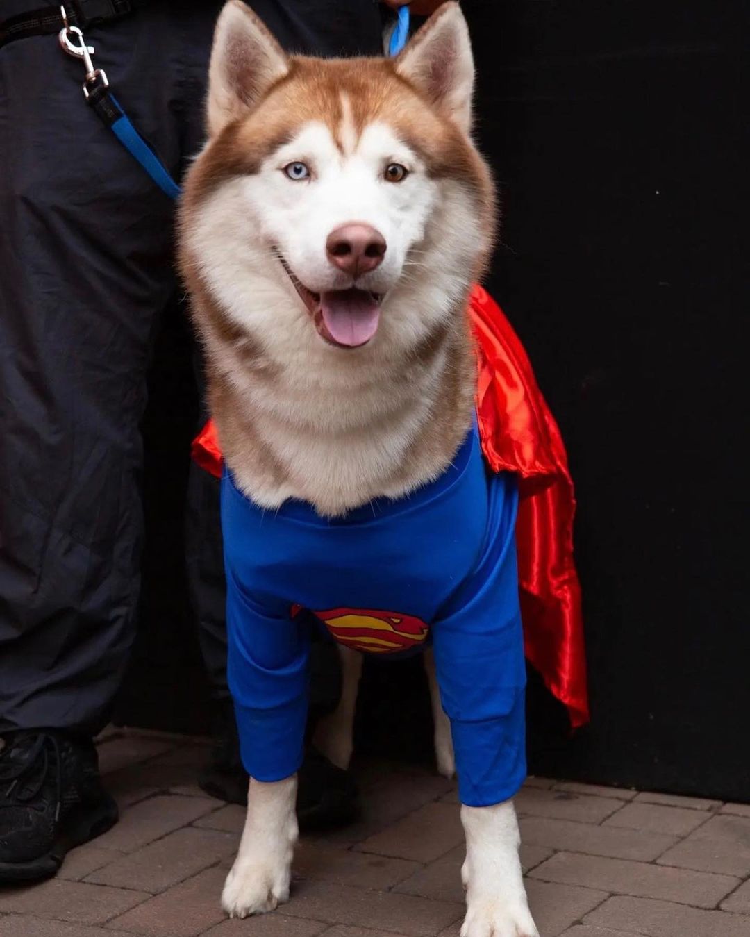 Super man Simba and Wonder Woman Luna! 😍 
Luna was previously adopted from us and graciously accepted Simba (previously Champ) as her foster brother. Adoptable Simba has been such a great boy and both were stars of the costume parade they attended!! ❤️
There’s nothing more we love than adopters returning to us as fosters and continuing to support our rescues🥰