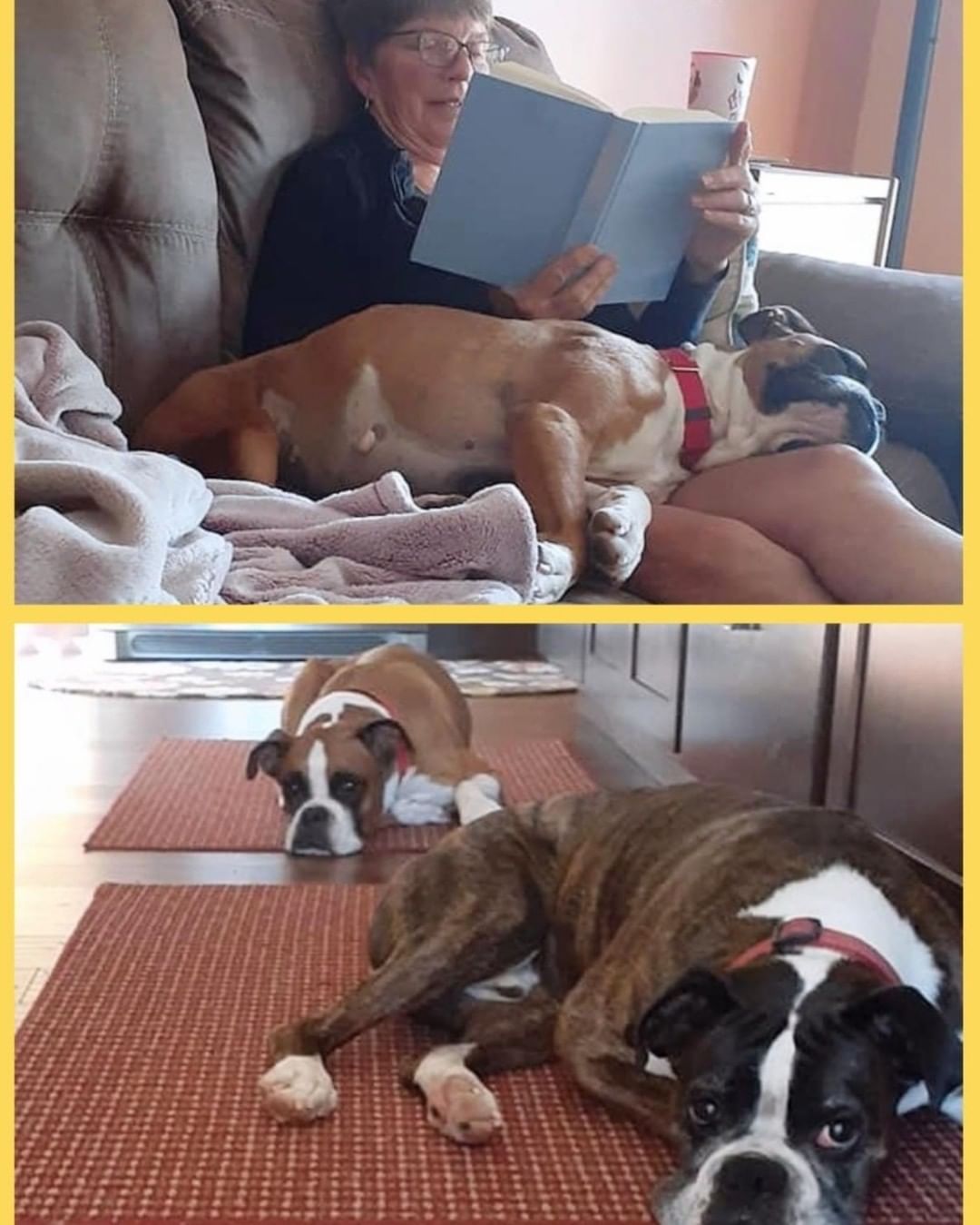 It's a match! Congratulations Chloe! 

From Chloe's adopter: 

My husband said, 