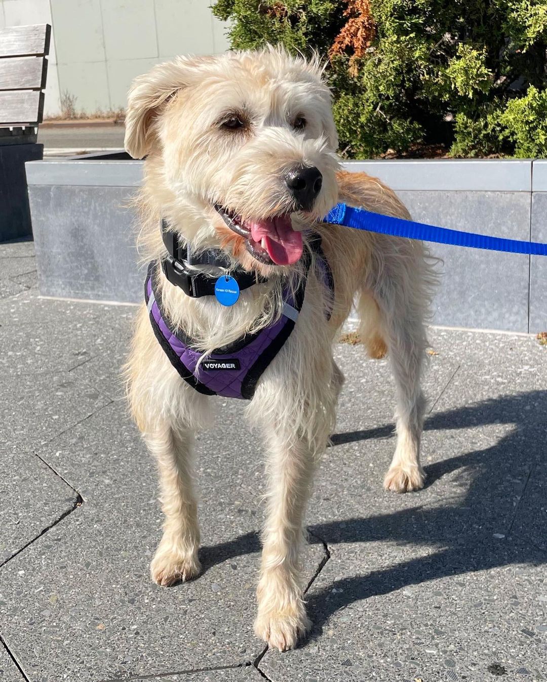 Here’s Nodam! 🤩 He’s a 2-year-old male Terrier mix and weighs about 35 pounds. We rescued him from the Aerinwon shelter in Korea and now he’s in NYC for adoption! Nodam’s best described as friendly, affectionate, sweet, and sensitive. He’s doing awesome with crate training and potty training so far. 🙌🏽 He’s also starting to play with toys, enjoys hanging out with his foster brother (dog), and likes being near his foster parents. He would do best with a patient adopter that can help him build more confidence with busy and loud areas outdoors. Nodam’s hoping he finds his forever home soon!

🐕 On a case-by-case basis, we accept applications from residents living within 30-miles of NYC and certain areas within CT, PA, D.C., MD, and MA. Check koreank9rescue.org/adopt for more details! 📝⁠⁠⁠⁠⁠⁠⁠⁠⁠⁠⁠⁠⁠

<a target='_blank' href='https://www.instagram.com/explore/tags/terrier/'>#terrier</a> <a target='_blank' href='https://www.instagram.com/explore/tags/adoptmenyc/'>#adoptmenyc</a> <a target='_blank' href='https://www.instagram.com/explore/tags/nyc/'>#nyc</a> <a target='_blank' href='https://www.instagram.com/explore/tags/korea/'>#korea</a> <a target='_blank' href='https://www.instagram.com/explore/tags/adoptme/'>#adoptme</a> <a target='_blank' href='https://www.instagram.com/explore/tags/adoptmeplease/'>#adoptmeplease</a> <a target='_blank' href='https://www.instagram.com/explore/tags/koreank9rescue/'>#koreank9rescue</a> <a target='_blank' href='https://www.instagram.com/explore/tags/kk9r/'>#kk9r</a> <a target='_blank' href='https://www.instagram.com/explore/tags/spay/'>#spay</a> <a target='_blank' href='https://www.instagram.com/explore/tags/neuter/'>#neuter</a> <a target='_blank' href='https://www.instagram.com/explore/tags/rescueismyfavoritebreed/'>#rescueismyfavoritebreed</a> <a target='_blank' href='https://www.instagram.com/explore/tags/rescuedog/'>#rescuedog</a> <a target='_blank' href='https://www.instagram.com/explore/tags/everydogdeserveslove/'>#everydogdeserveslove</a> <a target='_blank' href='https://www.instagram.com/explore/tags/showlovekorea/'>#showlovekorea</a>
