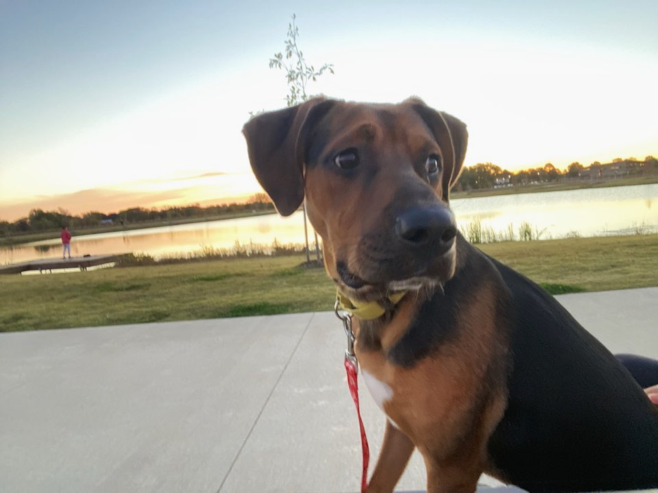 Keith (10 month old hound mix) has been looking for 66 days for his family. Breaking his leg added a little time to his stay in foster, but this fella is ready to find his hoomans! Keith is sweet, smart, great with dogs and kids, and leash and kennel trained. Message us today for more info on his buddy.