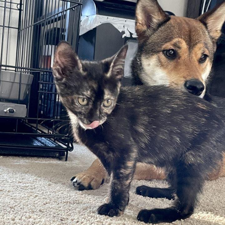 Meet the Lyon kids (Mochi, Loki & Feona) at KittenPalooza this weekend at @catnipcatcafe

https://www.petfinder.com/cat/mochi-lyon-53329118/va/norfolk/feral-affairs-network-va799/

😻<a target='_blank' href='https://www.instagram.com/explore/tags/adoptFAN/'>#adoptFAN</a>
Visit: https://feralaffairs.petfinder.com
 
<a target='_blank' href='https://www.instagram.com/explore/tags/communitycats/'>#communitycats</a>
<a target='_blank' href='https://www.instagram.com/explore/tags/TNR/'>#TNR</a> <a target='_blank' href='https://www.instagram.com/explore/tags/TNRworks/'>#TNRworks</a>
<a target='_blank' href='https://www.instagram.com/explore/tags/FeralAffairsNetwork/'>#FeralAffairsNetwork</a>
<a target='_blank' href='https://www.instagram.com/explore/tags/kittens/'>#kittens</a> <a target='_blank' href='https://www.instagram.com/explore/tags/cats/'>#cats</a> 
<a target='_blank' href='https://www.instagram.com/explore/tags/fosteringsaveslives/'>#fosteringsaveslives</a>
<a target='_blank' href='https://www.instagram.com/explore/tags/TrapNeuterReturn/'>#TrapNeuterReturn</a>
<a target='_blank' href='https://www.instagram.com/explore/tags/TrapNeuterReturnMaintain/'>#TrapNeuterReturnMaintain</a>
<a target='_blank' href='https://www.instagram.com/explore/tags/TeamFAN/'>#TeamFAN</a>

🙌<a target='_blank' href='https://www.instagram.com/explore/tags/supportFAN/'>#supportFAN</a>
https://www.paypal.me/feralaffairs