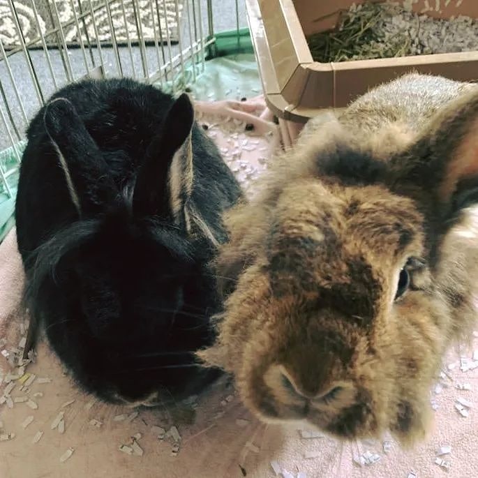 We can't think of anything better than bunny buns on a Friday! 

Check these cuties out - Bronwyn and Conchita have been loving the extra space, love, and attention they're getting in their foster home. Plus, they have made friends with the resident cat in their foster home, who has shown Conchita where to find the sunniest spots to nap! 

This bonded pair of ladies is just the sweetest, and they're looking for their forever home. Bronwyn and Conchita will do best in an environment where they have plenty of space to hop around and play. 

If you're interested in adopting Bronwyn & Conchita, please complete an adoption application here: https://popememorialcvhs.org/adoption-application/ 

Please email questions to adoption@popememorialcvhs.org

<a target='_blank' href='https://www.instagram.com/explore/tags/fosterfriday/'>#fosterfriday</a> <a target='_blank' href='https://www.instagram.com/explore/tags/bunniesofinstagram/'>#bunniesofinstagram</a> <a target='_blank' href='https://www.instagram.com/explore/tags/adoptdontshop/'>#adoptdontshop</a> <a target='_blank' href='https://www.instagram.com/explore/tags/foster/'>#foster</a> <a target='_blank' href='https://www.instagram.com/explore/tags/bunnybuns/'>#bunnybuns</a>