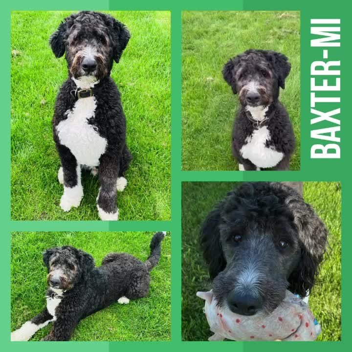 Click on the link in our bio to learn more about BAXTER-MI!

Meet Beautiful BAXTER-MI 🤍, a 2 year old male Bernedoodle, in an IDOG foster home in Burtchville, Michigan.

Baxter-MI has a rare vascular anomaly that causes him to get sores on his front legs from time to time. Luckily, it doesn’t slow him down ⚡️and there are some proactive steps 💊🧴one can take to help him out. It is a lifelong condition, please read all about it in his bio. 🧐

Baxter-MI is a super smart 🧠 guy and can be quite sneaky 😏. He likes to get my way so, he will need someone who can handle him. He’s highly treat motivated and will need an experienced owner.