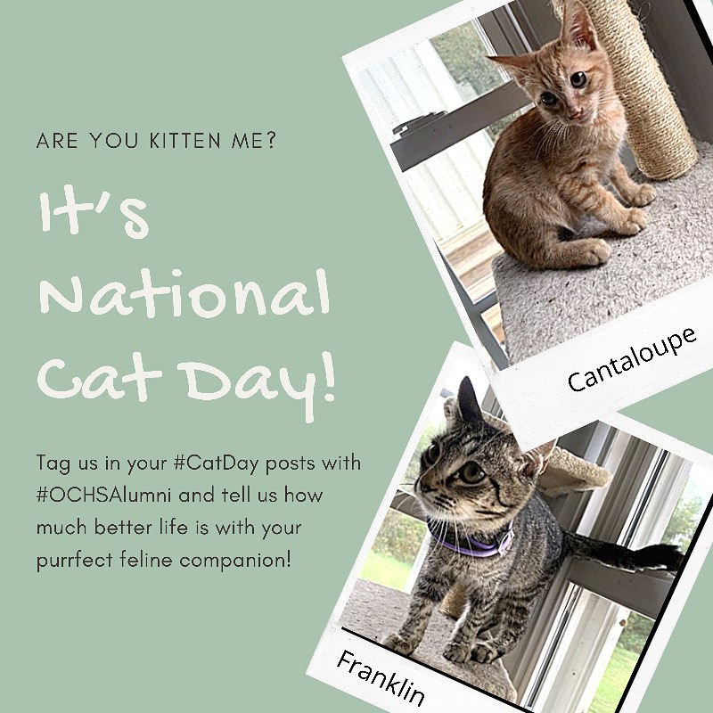 We couldn’t let today go by without sending a shoutout to all the purrfect feline <a target='_blank' href='https://www.instagram.com/explore/tags/OCHSAlumni/'>#OCHSAlumni</a> out there on <a target='_blank' href='https://www.instagram.com/explore/tags/NationalCatDay/'>#NationalCatDay</a>! Want a purr-machine of your own? Check out our current residents, like Cantaloupe and Franklin, and put in your application today! 💙🐱💙

<a target='_blank' href='https://www.instagram.com/explore/tags/purrmachine/'>#purrmachine</a> <a target='_blank' href='https://www.instagram.com/explore/tags/ochs/'>#ochs</a> <a target='_blank' href='https://www.instagram.com/explore/tags/adoptdontshop/'>#adoptdontshop</a> <a target='_blank' href='https://www.instagram.com/explore/tags/animalrescue/'>#animalrescue</a> <a target='_blank' href='https://www.instagram.com/explore/tags/spayandneuter/'>#spayandneuter</a> <a target='_blank' href='https://www.instagram.com/explore/tags/adoptables/'>#adoptables</a> <a target='_blank' href='https://www.instagram.com/explore/tags/humanesociety/'>#humanesociety</a> <a target='_blank' href='https://www.instagram.com/explore/tags/animalwelfare/'>#animalwelfare</a> <a target='_blank' href='https://www.instagram.com/explore/tags/fosteringsaveslives/'>#fosteringsaveslives</a> <a target='_blank' href='https://www.instagram.com/explore/tags/whywerescue/'>#whywerescue</a> <a target='_blank' href='https://www.instagram.com/explore/tags/adoptezmoi/'>#adoptezmoi</a> <a target='_blank' href='https://www.instagram.com/explore/tags/adoptme/'>#adoptme</a> <a target='_blank' href='https://www.instagram.com/explore/tags/starkville/'>#starkville</a> <a target='_blank' href='https://www.instagram.com/explore/tags/starkvillems/'>#starkvillems</a> <a target='_blank' href='https://www.instagram.com/explore/tags/mspets/'>#mspets</a> <a target='_blank' href='https://www.instagram.com/explore/tags/petsofinstagram/'>#petsofinstagram</a> <a target='_blank' href='https://www.instagram.com/explore/tags/furreverhome/'>#furreverhome</a> <a target='_blank' href='https://www.instagram.com/explore/tags/catstagram/'>#catstagram</a> <a target='_blank' href='https://www.instagram.com/explore/tags/meowgram/'>#meowgram</a> <a target='_blank' href='https://www.instagram.com/explore/tags/catsofinstagram/'>#catsofinstagram</a> <a target='_blank' href='https://www.instagram.com/explore/tags/puurfect/'>#puurfect</a>