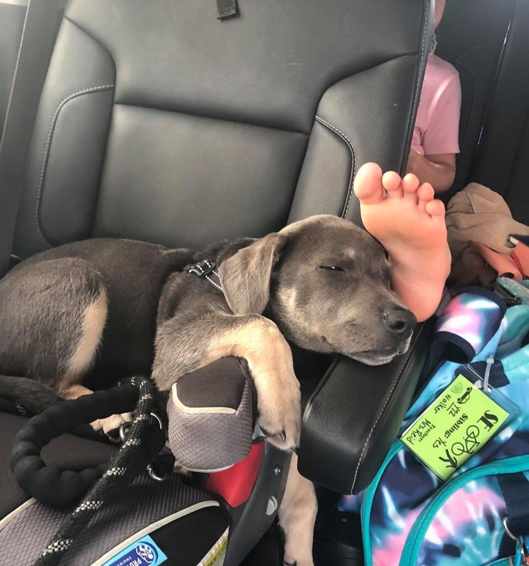 💙🐾Adorable puppy alert!!! 
Baloo is looking to meet us forever family.. you may notice he’s a bit of a shorty.. those cute legs aren’t so long.. haha.. He is such a good pup, 4.5 months old and about 20 lbs. He’s a chill puppy and will also play.. had a great time sleeping in the car.. His favorite toy.. a tennis ball.. 

http://bit.ly/BellesBudsApp