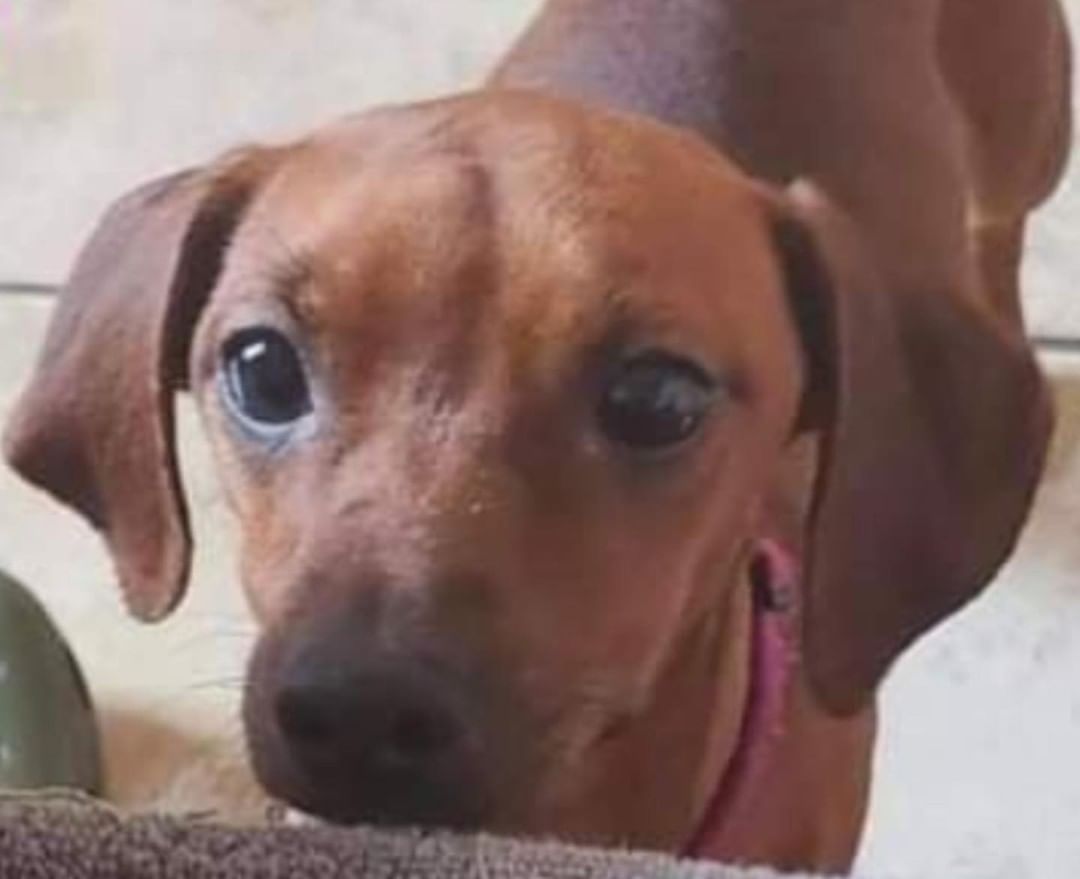 Meet Penny and Porky.  They’re with @Freedom Bound Hounds in Southern Idaho.  They’re owner passed away and they need new homes.  They are dachshund mixes weighing about 20lbs and 2 years old.

I know we have lots of dachshund lovers here and wanted to get the word out here about these two.  They’re fixed, vaccinated, microchipped, house broke, and well behaved.  Please, consider giving them a home.