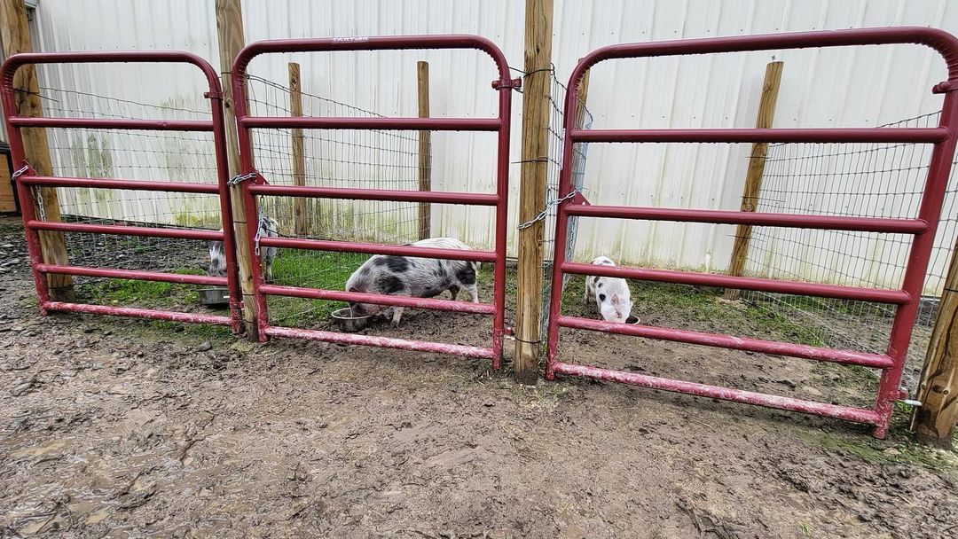 VIP feeding time ! 
Roz, Boo and Baby Raymond get their meals individually so the big pigs don’t steal their treats! Feeding these guys individually is another way our staff works tirelessly to keep all our animals healthy and happy! <a target='_blank' href='https://www.instagram.com/explore/tags/waywardranchanimalsanctuary/'>#waywardranchanimalsanctuary</a>