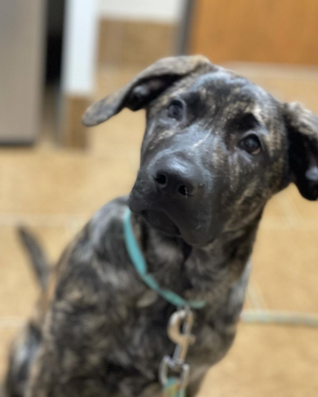 Welcome to the good life Java! 

This sweet girl is a 13 week old <a target='_blank' href='https://www.instagram.com/explore/tags/mastiffshepherdmix/'>#mastiffshepherdmix</a> and a complete sweetie 

<a target='_blank' href='https://www.instagram.com/explore/tags/bdhp/'>#bdhp</a> <a target='_blank' href='https://www.instagram.com/explore/tags/bdhpi/'>#bdhpi</a> <a target='_blank' href='https://www.instagram.com/explore/tags/bigdoghugepaws/'>#bigdoghugepaws</a>