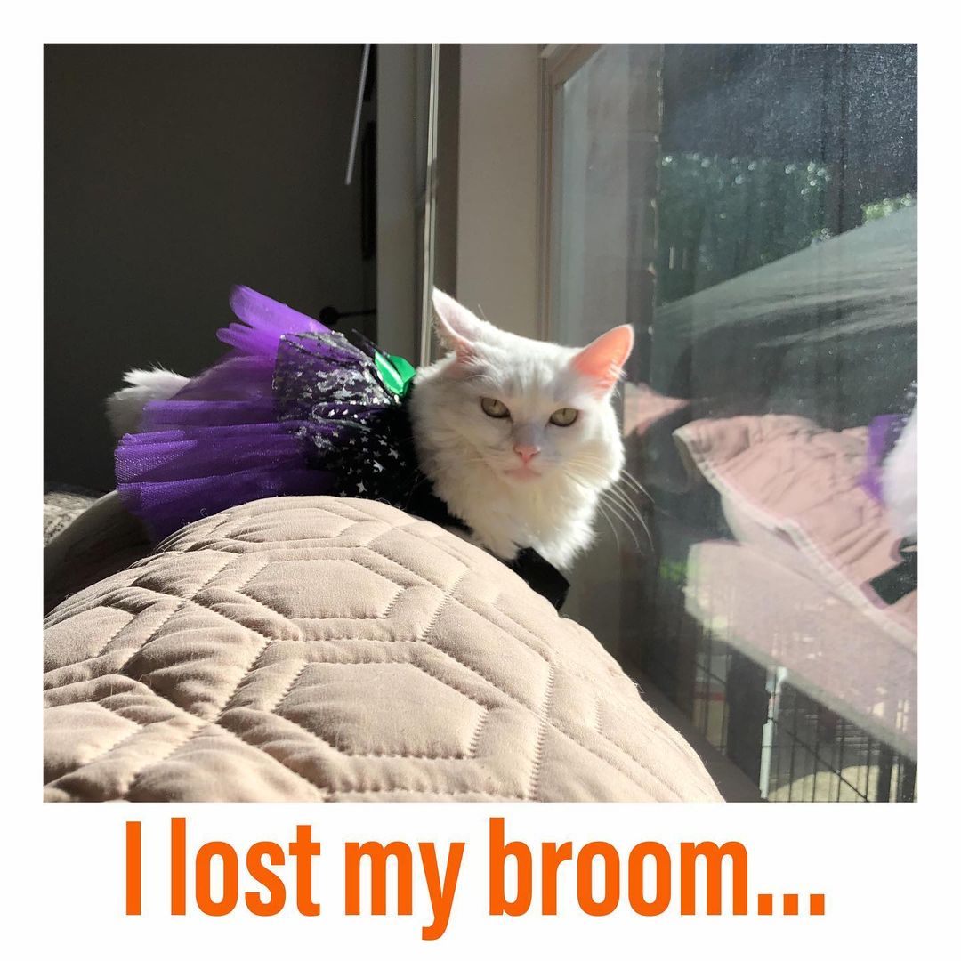 🎃🎃🎃🎃🎃🎃🎃🎃🎃
MEOWLLOWEEN 2021
“If you find my broom, send me back, please!
Jojo
———————————————-
<a target='_blank' href='https://www.instagram.com/explore/tags/instacat/'>#instacat</a> <a target='_blank' href='https://www.instagram.com/explore/tags/instapet/'>#instapet</a> <a target='_blank' href='https://www.instagram.com/explore/tags/cat/'>#cat</a> <a target='_blank' href='https://www.instagram.com/explore/tags/lovecats/'>#lovecats</a> <a target='_blank' href='https://www.instagram.com/explore/tags/adoptdontshop/'>#adoptdontshop</a> <a target='_blank' href='https://www.instagram.com/explore/tags/kittens/'>#kittens</a> <a target='_blank' href='https://www.instagram.com/explore/tags/kitty/'>#kitty</a> <a target='_blank' href='https://www.instagram.com/explore/tags/rescuecats/'>#rescuecats</a> <a target='_blank' href='https://www.instagram.com/explore/tags/rescue/'>#rescue</a> <a target='_blank' href='https://www.instagram.com/explore/tags/13thstcatssanjose/'>#13thstcatssanjose</a> <a target='_blank' href='https://www.instagram.com/explore/tags/california/'>#california</a>  <a target='_blank' href='https://www.instagram.com/explore/tags/love/'>#love</a> <a target='_blank' href='https://www.instagram.com/explore/tags/catsofinstagram/'>#catsofinstagram</a> <a target='_blank' href='https://www.instagram.com/explore/tags/catcostume/'>#catcostume</a> <a target='_blank' href='https://www.instagram.com/explore/tags/catcostumes/'>#catcostumes</a> <a target='_blank' href='https://www.instagram.com/explore/tags/meow/'>#meow</a> <a target='_blank' href='https://www.instagram.com/explore/tags/meowlloween/'>#meowlloween</a> <a target='_blank' href='https://www.instagram.com/explore/tags/halloweencostume/'>#halloweencostume</a> <a target='_blank' href='https://www.instagram.com/explore/tags/halloween/'>#halloween</a> <a target='_blank' href='https://www.instagram.com/explore/tags/halloween2021/'>#halloween2021</a> <a target='_blank' href='https://www.instagram.com/explore/tags/witch/'>#witch</a> <a target='_blank' href='https://www.instagram.com/explore/tags/witchesofinstagram/'>#witchesofinstagram</a> <a target='_blank' href='https://www.instagram.com/explore/tags/witchcostume/'>#witchcostume</a> <a target='_blank' href='https://www.instagram.com/explore/tags/whitecat/'>#whitecat</a>