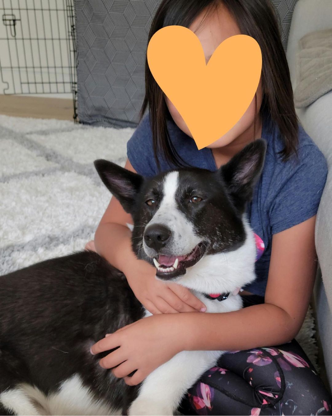 𝐋𝐀𝐈𝐊𝐀 🐾 
Age: 3 year old
Gender: F
Weight: 40-45lbs
Breed: Laika/Jindo mix
Dog: ✔️
Kids: ✔️
Cats: N/A
House-trained: ✔️
Crate trained: ✔️
Leash: In Training
Fostered In: Richmond (El Sobrante), CA
____

Meet Laika! 🐶 Laika is an adorable 3 year old Jindo/Collie mix! Laika is a wonderful dog with tons of personality. She is sweet, friendly, playful, and smart. Despite her harsh past she still loves human affection and interaction. She will sit there forever while you hold her face in your hands and give her kisses! She has spent time with kids (4-12 years old) and has never shown anything but her sweet temperament. She is not shy or skittish. She has a naughty side and is into *everything* she can reach, including your shoes, socks, stuffed animals, slippers, Halloween decorations(!)... so she will need to be watched until she learns the ropes and rules of the house. She is eager to please and learns quickly. Super smart.

Laika is highly toy motivated, especially balls, and learning to play a proper game of fetch (rather than keep away!), which is probably her favorite activity in life right now! She is very playful with her foster home's 2-year old female husky mix so having another playful dog would be a good match. She is a high energy dog and loves long walks, hikes, and runs. This girl can GO so an active, involved owner that can devote regular exercise and focused playtime would be ideal. She is very calm and relaxed at home after she has been exercised.

She has started some basic obedience and responds well to leadership. She is comfortable in her kennel. She eats meals in her crate, and sleeps through the night in it. She is housetrained, but is given regular potty breaks (every 2 hours) throughout the day. She is still learning leash manners but is improving every day.

We know you will fall in love with Laika when you meet her. She is a special dog that is waiting for her special family. This is your chance to give this amazing dog her second chance! Laika ia patiently waiting! 💕

If you’re interested in adopting, please fill out an adoption application on our website (link in bio)! 😊