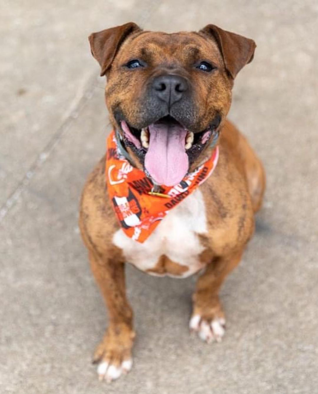 STOP scrolling RIGHT NOW and look at this adorable guy!!! 😍

Meet Satchel! He is a great mix of fun and chill. He is easy-going and makes for great company when hanging out, but when it's time to play, prepare to be entertained! Satchel has some great moves, with big sweeping play bows and silly butt-tucked zoomies. He has been consistently playful and social with other dogs too!

He lights up for butt scratches, is generally attentive, and already knows how to sit on command. He is quite food-motivated so would likely be a quick, engaged student for someone wanting to work on more tricks and commands together! Satchel is estimated to be around 5 years old and weighs 62 lbs.

Visit www.tinyurl.com/meetacitydog to set up a meet!

Thanks to @robynwhitephotography for the great pics! Check out her new studio and book your own pet photography session for the holidays. 
.
.
<a target='_blank' href='https://www.instagram.com/explore/tags/adoptdontshop/'>#adoptdontshop</a> <a target='_blank' href='https://www.instagram.com/explore/tags/adoptme/'>#adoptme</a> <a target='_blank' href='https://www.instagram.com/explore/tags/citydogscle/'>#citydogscle</a> <a target='_blank' href='https://www.instagram.com/explore/tags/cledogs/'>#cledogs</a> <a target='_blank' href='https://www.instagram.com/explore/tags/dogsofcle/'>#dogsofcle</a> <a target='_blank' href='https://www.instagram.com/explore/tags/rescuedog/'>#rescuedog</a>