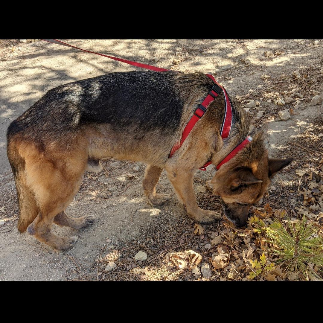 Chapo <a target='_blank' href='https://www.instagram.com/explore/tags/a5432730/'>#a5432730</a> our sweet senior shepherd from @carsonanimalslaco is having a great time in foster- but we would be very happy to see him in his forever home- if you are interested in meeting him please email foster@animalcare.lacounty.gov from his foster: 
Chapo is delightful; he's been enjoying his walks and likes to hang out with me in my home office during the day.  We're getting to know each other, and we think the 