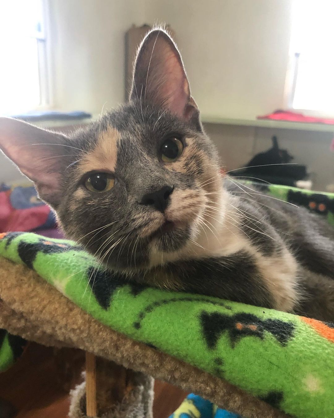 Dahlia lucked out and got adopted this week! Now this sweet girl gets a forever lap to cuddle on! <a target='_blank' href='https://www.instagram.com/explore/tags/catsofinstagram/'>#catsofinstagram</a> <a target='_blank' href='https://www.instagram.com/explore/tags/cats/'>#cats</a> <a target='_blank' href='https://www.instagram.com/explore/tags/cats_of_instagram/'>#cats_of_instagram</a> <a target='_blank' href='https://www.instagram.com/explore/tags/adoptdontshop/'>#adoptdontshop</a> <a target='_blank' href='https://www.instagram.com/explore/tags/ashlandohio/'>#ashlandohio</a>