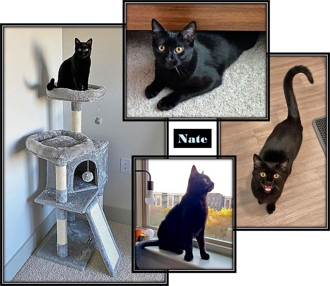 💙🏡💙 Forever Home Update:  Nate’s adopter says, “Nate has been doing great!  He’s probably one of the most affectionate cats I’ve ever met.” Nate loves his new cat tree… and he looks forward to mealtime!