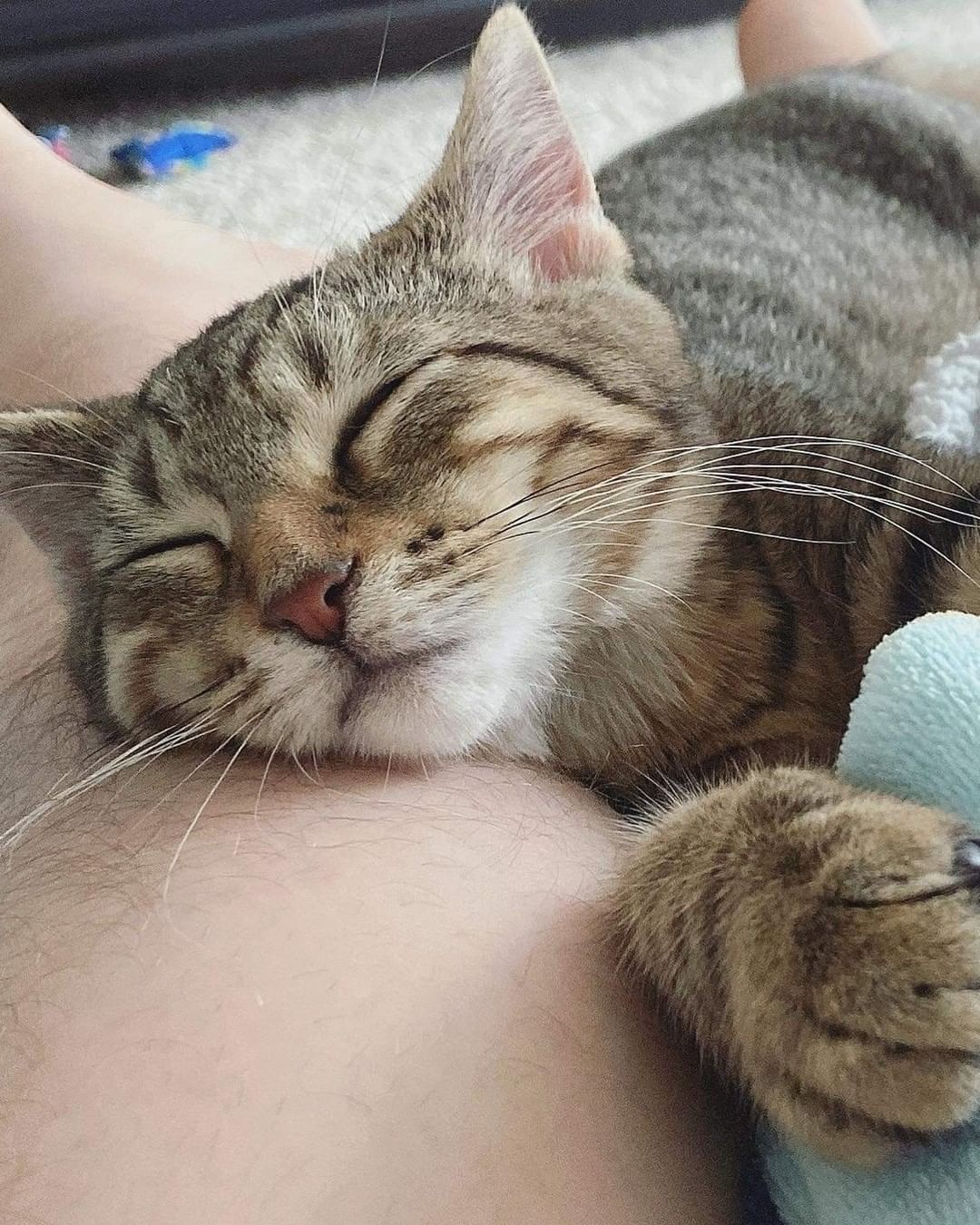 We always say kittens do better in pairs, and this pair were best friends in their foster home. 

Rambo (now Jinjo) & Petrie (now Oliver) are being spoiled rotten in their forever home! It's so rewarding to see our babies happy! <a target='_blank' href='https://www.instagram.com/explore/tags/bestfriends/'>#bestfriends</a>