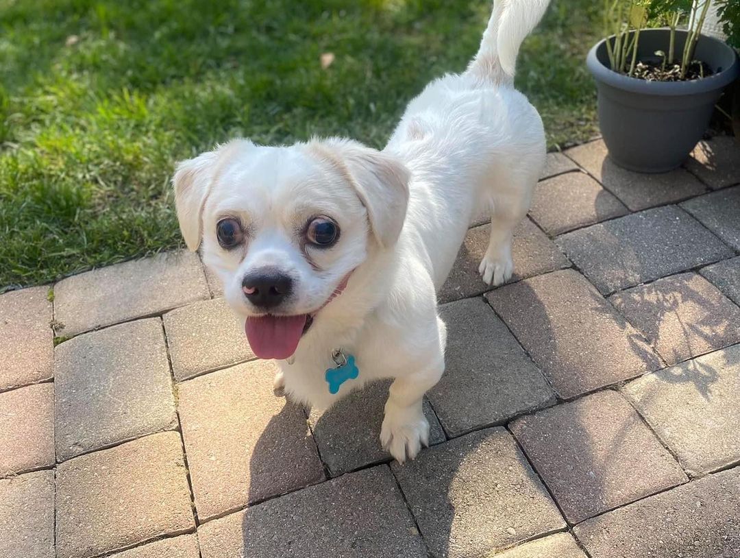 Spunkie is a corgi/ Pekingese mix. This little guy was surrendered when his previous owners lost their home. He is blind and has some hip issues, but you would never know it the way he struts around. Exercise and diet will be important for him! For info on this sweet guy click the link in our bio <a target='_blank' href='https://www.instagram.com/explore/tags/staf/'>#staf</a> <a target='_blank' href='https://www.instagram.com/explore/tags/adopt/'>#adopt</a> <a target='_blank' href='https://www.instagram.com/explore/tags/rescuedog/'>#rescuedog</a> <a target='_blank' href='https://www.instagram.com/explore/tags/dogsofcincy/'>#dogsofcincy</a> <a target='_blank' href='https://www.instagram.com/explore/tags/dogsofinstagram/'>#dogsofinstagram</a> <a target='_blank' href='https://www.instagram.com/explore/tags/adoptme/'>#adoptme</a>