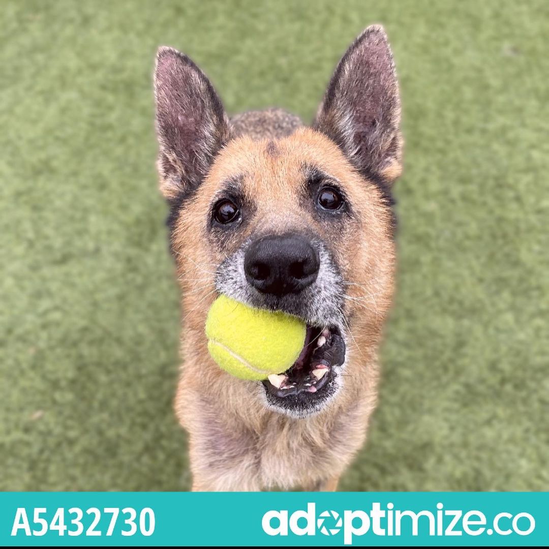 Chapo <a target='_blank' href='https://www.instagram.com/explore/tags/a5432730/'>#a5432730</a> our sweet senior shepherd from @carsonanimalslaco is having a great time in foster- but we would be very happy to see him in his forever home- if you are interested in meeting him please email foster@animalcare.lacounty.gov from his foster: 
Chapo is delightful; he's been enjoying his walks and likes to hang out with me in my home office during the day.  We're getting to know each other, and we think the 