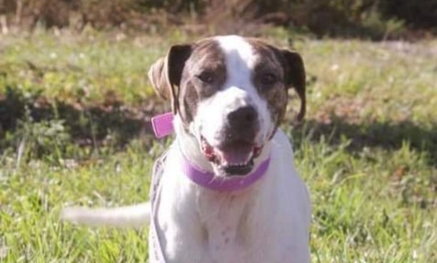 Sweet Dixie has been adopted and is on her way home to Nashville with her new dad Jody! She has some exploring to do in her new yard and home (and lots of cuddles to receive). Happy tails Dixie!