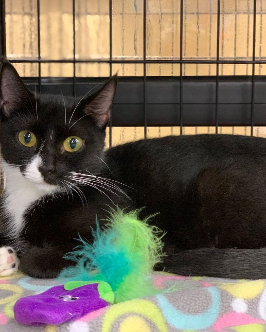 We couldn’t let <a target='_blank' href='https://www.instagram.com/explore/tags/NationalCatDay/'>#NationalCatDay</a> pass without posting some of our available cats. Ambrose, Dionne, and Dale are all eager to find forever homes. 

To meet them, email adoptions@fcpga.org or complete an adoption application at the link in our bio.