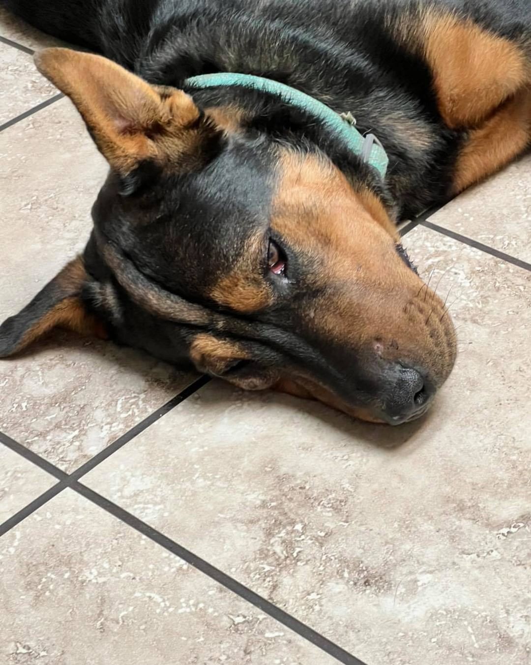 Jax and One Sockee are now home. These boys were wonderful patients for the veterinarians at Southway.

Jax was treated for a facial abscess, ear infection, sedated cheat grass removal, and brought current on all of his vaccines.

One Sockee has a fractured leg just below his knee.  We are hoping it will heal okay with a splint and crate rest so he can avoid surgery.  He was also made current on all of his vaccinations as well.

We are covering all of their veterinary care and follow up visits for their injuries.  We also will be having them neutered once everyone is healed.

Thank you again for the donations this week! We still have a little ways to go and appreciate any donations for these boys, Rosie, Etc.  Without you we wouldn’t have been able to help them 🐾 We kinda got hit all at once with these injured animals.

PayPal:  PayPal.me/IdahoPetRescue 

Venmo:  IdahoPetRescue (4 digit code is 9751)

Mailing Address:

Idaho Animal Rescue Network
2021 Ripon Ave
Lewiston ID 83501

⛔️ We are a 501(c)(3) nonprofit. Donations are tax deductible.  Tax receipts are available upon request.