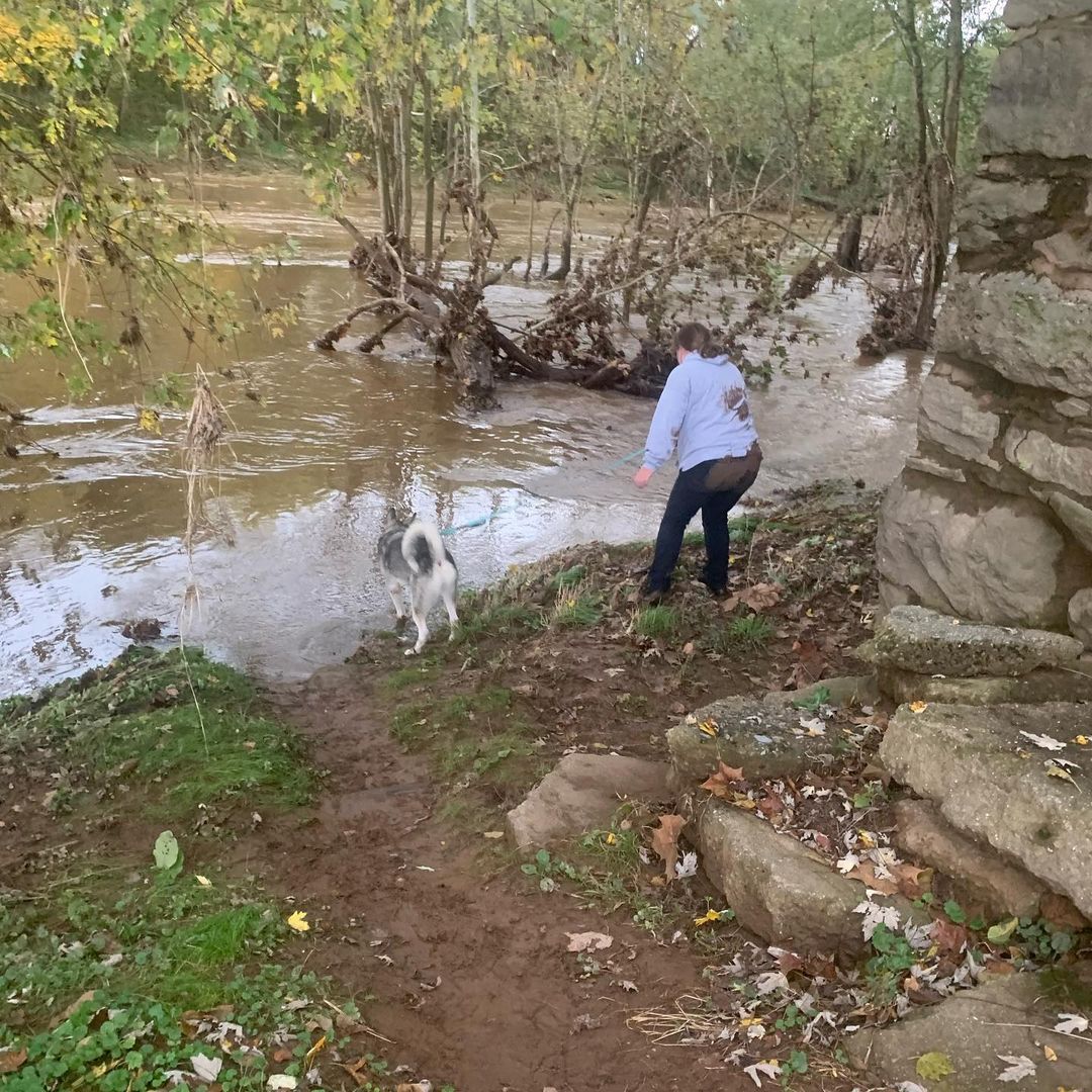 Ally (our sweet tripod available for adoption) loves water 💦 1st at the Beachwade and now the Monocacy River at a winery event. Lois slipped down the hill hence the mud 😂 surprise! Ally had no issues 🐾♥️🐾. She just wants to be with her foster mom.  <a target='_blank' href='https://www.instagram.com/explore/tags/chaampmalamutes/'>#chaampmalamutes</a> <a target='_blank' href='https://www.instagram.com/explore/tags/tripoddog/'>#tripoddog</a>