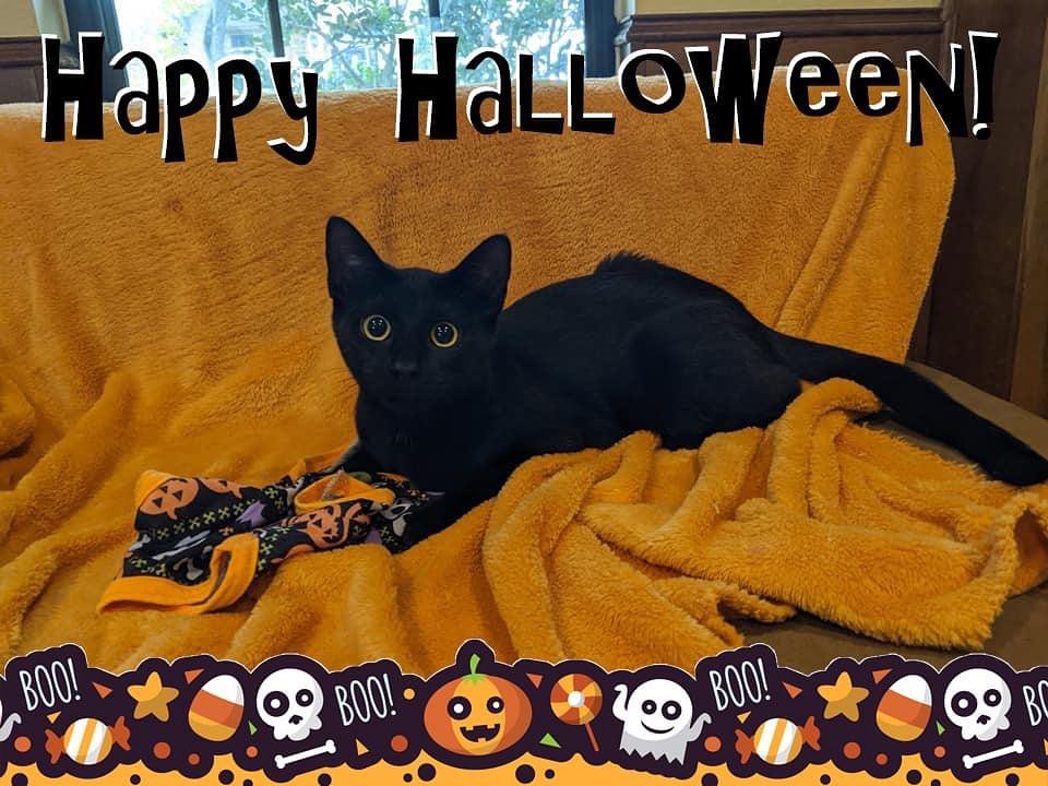 There is no MTP event this weekend.  We wish you a safe and happy Halloween and please remember to keep your trick-or-treat candy out of your pet's reach!

See you next Saturday!