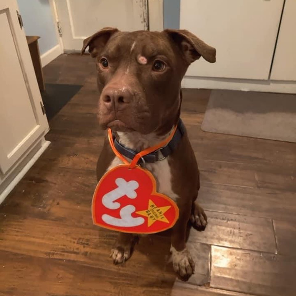 Happy Halloween!!! Who’s gonna take this Beanie Baby boy home for his treats?! 😍🥰 <a target='_blank' href='https://www.instagram.com/explore/tags/khalon/'>#khalon</a>