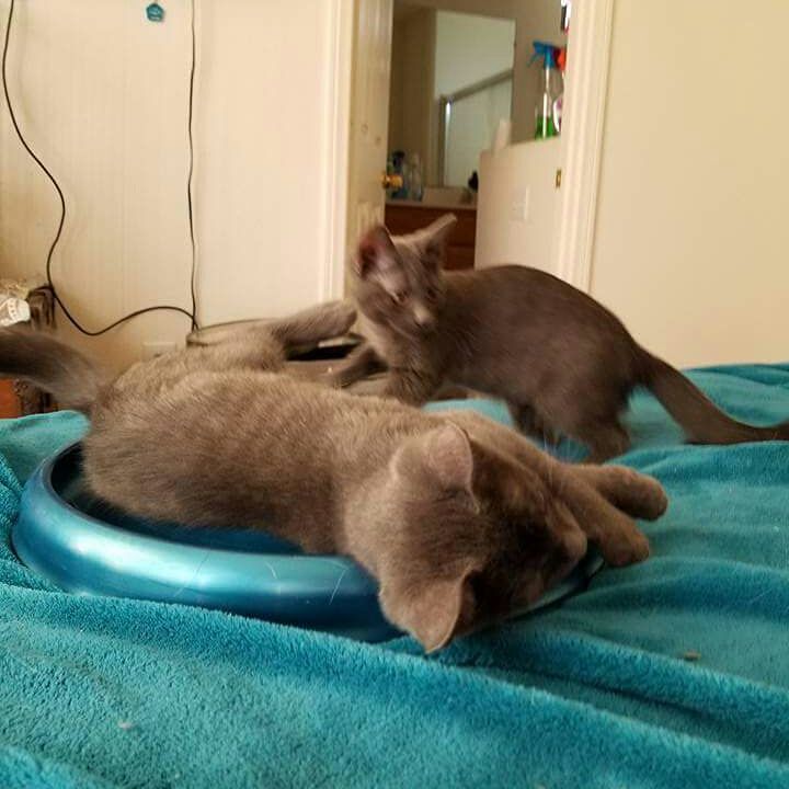 Sky and her babies are now fixed and ready for adoption!! Email caringfriendscatrscuetustin@gmail for an application today. <a target='_blank' href='https://www.instagram.com/explore/tags/cats/'>#cats</a> <a target='_blank' href='https://www.instagram.com/explore/tags/catsofinstagram/'>#catsofinstagram</a>. <a target='_blank' href='https://www.instagram.com/explore/tags/adopt/'>#adopt</a> <a target='_blank' href='https://www.instagram.com/explore/tags/adoptdontshop/'>#adoptdontshop</a> <a target='_blank' href='https://www.instagram.com/explore/tags/cats_of_instagram/'>#cats_of_instagram</a>. <a target='_blank' href='https://www.instagram.com/explore/tags/catsruleeverythingaroundme/'>#catsruleeverythingaroundme</a>