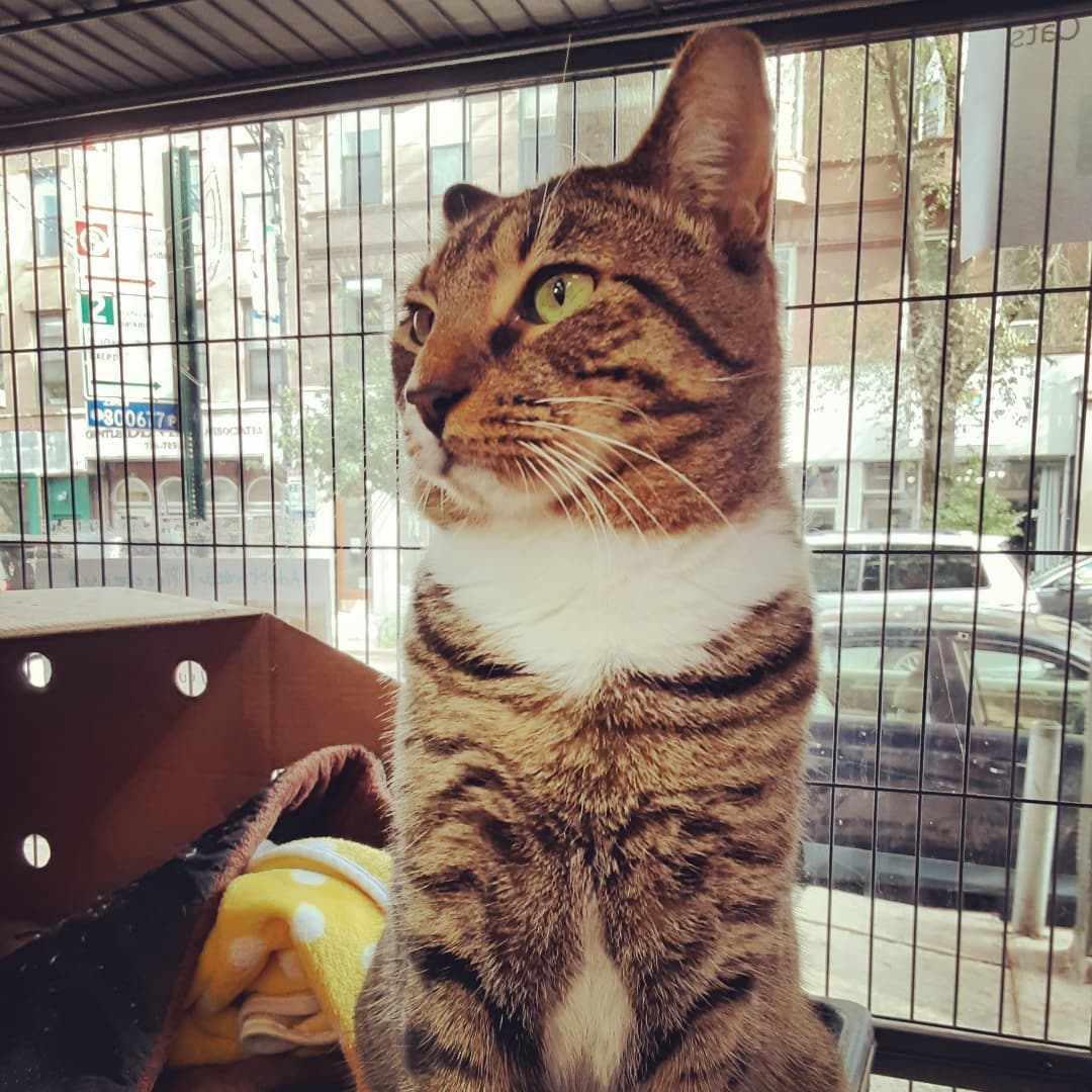 Handsome boy Peter is still longingly waiting for his <a target='_blank' href='https://www.instagram.com/explore/tags/fureverhome/'>#fureverhome</a> at our adoption alcove inside @nycpet5th 

E-mail ForAnimalsNYC@gmail.com

Vetted,  vaccinated,  neutered, litter-trained. Negative for fiv, felv.
Affectionate, cuddly, playful; needs to be an only cat. 

<a target='_blank' href='https://www.instagram.com/explore/tags/tabbycat/'>#tabbycat</a> <a target='_blank' href='https://www.instagram.com/explore/tags/adoptdontshop/'>#adoptdontshop</a> <a target='_blank' href='https://www.instagram.com/explore/tags/parkslopecat/'>#parkslopecat</a> <a target='_blank' href='https://www.instagram.com/explore/tags/parkslope/'>#parkslope</a> <a target='_blank' href='https://www.instagram.com/explore/tags/brooklyncatadoptions/'>#brooklyncatadoptions</a>