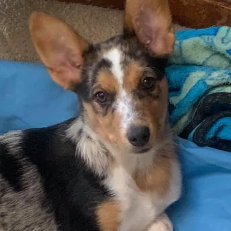 Bailey is an approx. 4 mos old 14# Cattledog mixed with Corgi perhaps. She's a young, sweet, happy, active puppy who would to best with another younger playful dog in the home and experienced humans who are not gone long hours and will include her in their daily activities. Bailey is working on potty training and has fairly clear signals on when she needs to go outside but a home with a fenced in yard (preferably a wood privacy fence that she cannot climb) is REQUIRED so she can continue to learn her house manners. Bailey would not be a good fit for an apartment situation. She sleeps in her crate at night but does wake up to go potty in the middle of the night still. She does not enjoy being in the crate when her humans are home. She has not been tested with kids but respectful children 8+ should be fine. She doesn't mind dog savvy cats. Bailey needs an active family and would love to learn a dog sport. She currently gets car sick so her adoptive family will need to work on that. Bailey knows sit and down and has a very good recall so far. If you are interested in being considered to adopt Bailey, the first step is to complete our meet and greet application at https://www.corgisandfriends.com/forms We require the application, home and reference check, and meet with all humans and pets in the home. Bailey is spayed, utd on age appropriate vaccs, and chipped. Her adoption fee is $425 and we are not doing out of state adoptions.<a target='_blank' href='https://www.instagram.com/explore/tags/fosteringsaveslives/'>#fosteringsaveslives</a>
.
.
.
.

 <a target='_blank' href='https://www.instagram.com/explore/tags/rescuedogsofinstagram/'>#rescuedogsofinstagram</a> <a target='_blank' href='https://www.instagram.com/explore/tags/rescuedog/'>#rescuedog</a> <a target='_blank' href='https://www.instagram.com/explore/tags/rescuedogsofinstagram/'>#rescuedogsofinstagram</a> <a target='_blank' href='https://www.instagram.com/explore/tags/rescuedismyfavoritebreed/'>#rescuedismyfavoritebreed</a> <a target='_blank' href='https://www.instagram.com/explore/tags/dog/'>#dog</a> <a target='_blank' href='https://www.instagram.com/explore/tags/dogsofinstagram/'>#dogsofinstagram</a> <a target='_blank' href='https://www.instagram.com/explore/tags/dogslife/'>#dogslife</a> <a target='_blank' href='https://www.instagram.com/explore/tags/coloradodogs/'>#coloradodogs</a> <a target='_blank' href='https://www.instagram.com/explore/tags/supportlocal/'>#supportlocal</a> <a target='_blank' href='https://www.instagram.com/explore/tags/followers/'>#followers</a>  <a target='_blank' href='https://www.instagram.com/explore/tags/mansbestfriend/'>#mansbestfriend</a> <a target='_blank' href='https://www.instagram.com/explore/tags/woof/'>#woof</a> <a target='_blank' href='https://www.instagram.com/explore/tags/adoptdontshop/'>#adoptdontshop</a>  <a target='_blank' href='https://www.instagram.com/explore/tags/dogoftheday/'>#dogoftheday</a> <a target='_blank' href='https://www.instagram.com/explore/tags/adopme/'>#adopme</a> <a target='_blank' href='https://www.instagram.com/explore/tags/share/'>#share</a> <a target='_blank' href='https://www.instagram.com/explore/tags/denver/'>#denver</a> <a target='_blank' href='https://www.instagram.com/explore/tags/collie/'>#collie</a> <a target='_blank' href='https://www.instagram.com/explore/tags/corgi/'>#corgi</a> <a target='_blank' href='https://www.instagram.com/explore/tags/corgisofinstagram/'>#corgisofinstagram</a> <a target='_blank' href='https://www.instagram.com/explore/tags/corgibutt/'>#corgibutt</a> <a target='_blank' href='https://www.instagram.com/explore/tags/corgipuppy/'>#corgipuppy</a> <a target='_blank' href='https://www.instagram.com/explore/tags/muttsofinstagram/'>#muttsofinstagram</a> <a target='_blank' href='https://www.instagram.com/explore/tags/pet/'>#pet</a> <a target='_blank' href='https://www.instagram.com/explore/tags/pets/'>#pets</a> <a target='_blank' href='https://www.instagram.com/explore/tags/petstagram/'>#petstagram</a>  <a target='_blank' href='https://www.instagram.com/explore/tags/dogs/'>#dogs</a>