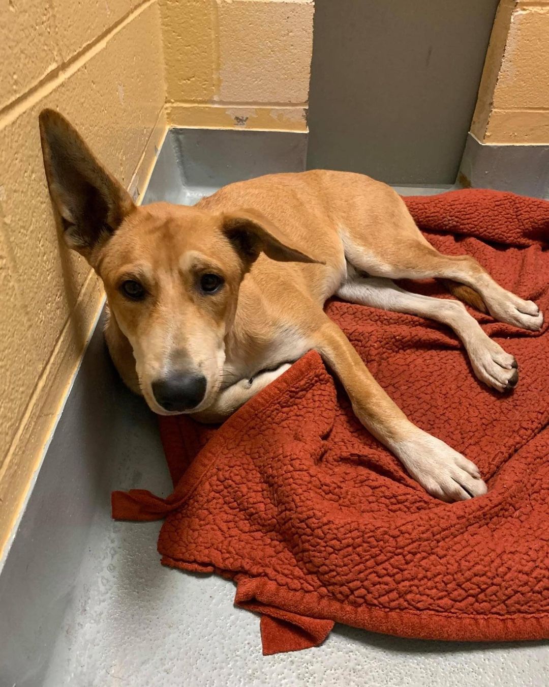 This handsome, but broken pup with the phenomenal ears is Riker. And he needs our help! 

Earlier this week, we were contacted by Tulsa Animal Welfare to see if we would consider helping Riker and another very injured pup that we will tell you about a little later this week. 

Riker came into the shelter as an injured stray, unable to walk. He could stand, but not for very long. They suspected he had been hit by a car. 

Even though he was in pain, he was still so sweet with such a wonderful personality. We wanted to give him a second chance. 

We got Riker to our vet where they determined Riker had a cracked femoral head, which requires an expensive FHO surgery. An FHO, or femoral head ostectomy, is a surgical procedure to ensure pain-free mobility to a damaged hip by removing the head and neck of the femur. 

The surgery cost is $1,200. 

We want to continue helping injured and broken animals, but the costs add up so quickly. Please consider making a tax-deductible donation to help with Riker’s medical bills. 

Riker also needs a foster home where he can rest and recuperate. If you’re interested in giving Riker a safe space to heal, please send us a private message or email info@animalallianceok.org. <a target='_blank' href='https://www.instagram.com/explore/tags/tulsa/'>#tulsa</a> <a target='_blank' href='https://www.instagram.com/explore/tags/tulsaoklahoma/'>#tulsaoklahoma</a> <a target='_blank' href='https://www.instagram.com/explore/tags/tulsaok/'>#tulsaok</a> <a target='_blank' href='https://www.instagram.com/explore/tags/tulsapets/'>#tulsapets</a> <a target='_blank' href='https://www.instagram.com/explore/tags/rescuedog/'>#rescuedog</a> <a target='_blank' href='https://www.instagram.com/explore/tags/rescuedogsofinstagram/'>#rescuedogsofinstagram</a> <a target='_blank' href='https://www.instagram.com/explore/tags/adoptdontshop/'>#adoptdontshop</a> <a target='_blank' href='https://www.instagram.com/explore/tags/fosteringsaveslives/'>#fosteringsaveslives</a>