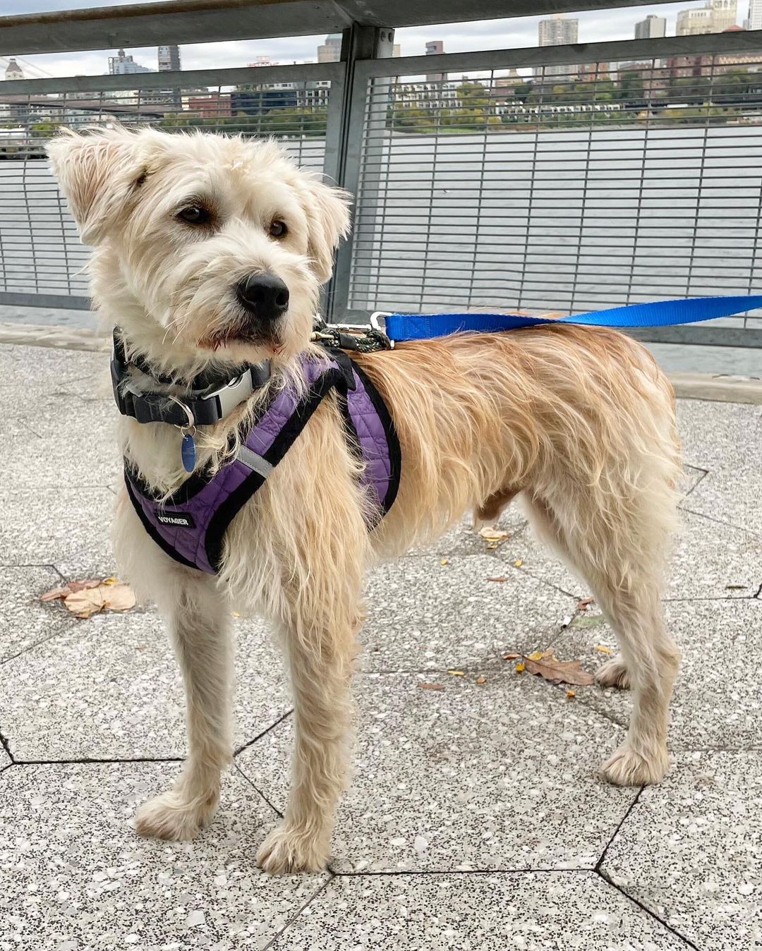 Here’s Nodam! 🤩 He’s a 2-year-old male Terrier mix and weighs about 35 pounds. We rescued him from the Aerinwon shelter in Korea and now he’s in NYC for adoption! Nodam’s best described as friendly, affectionate, sweet, and sensitive. He’s doing awesome with crate training and potty training so far. 🙌🏽 He’s also starting to play with toys, enjoys hanging out with his foster brother (dog), and likes being near his foster parents. He would do best with a patient adopter that can help him build more confidence with busy and loud areas outdoors. Nodam’s hoping he finds his forever home soon!

🐕 On a case-by-case basis, we accept applications from residents living within 30-miles of NYC and certain areas within CT, PA, D.C., MD, and MA. Check koreank9rescue.org/adopt for more details! 📝⁠⁠⁠⁠⁠⁠⁠⁠⁠⁠⁠⁠⁠

<a target='_blank' href='https://www.instagram.com/explore/tags/terrier/'>#terrier</a> <a target='_blank' href='https://www.instagram.com/explore/tags/adoptmenyc/'>#adoptmenyc</a> <a target='_blank' href='https://www.instagram.com/explore/tags/nyc/'>#nyc</a> <a target='_blank' href='https://www.instagram.com/explore/tags/korea/'>#korea</a> <a target='_blank' href='https://www.instagram.com/explore/tags/adoptme/'>#adoptme</a> <a target='_blank' href='https://www.instagram.com/explore/tags/adoptmeplease/'>#adoptmeplease</a> <a target='_blank' href='https://www.instagram.com/explore/tags/koreank9rescue/'>#koreank9rescue</a> <a target='_blank' href='https://www.instagram.com/explore/tags/kk9r/'>#kk9r</a> <a target='_blank' href='https://www.instagram.com/explore/tags/spay/'>#spay</a> <a target='_blank' href='https://www.instagram.com/explore/tags/neuter/'>#neuter</a> <a target='_blank' href='https://www.instagram.com/explore/tags/rescueismyfavoritebreed/'>#rescueismyfavoritebreed</a> <a target='_blank' href='https://www.instagram.com/explore/tags/rescuedog/'>#rescuedog</a> <a target='_blank' href='https://www.instagram.com/explore/tags/everydogdeserveslove/'>#everydogdeserveslove</a> <a target='_blank' href='https://www.instagram.com/explore/tags/showlovekorea/'>#showlovekorea</a>