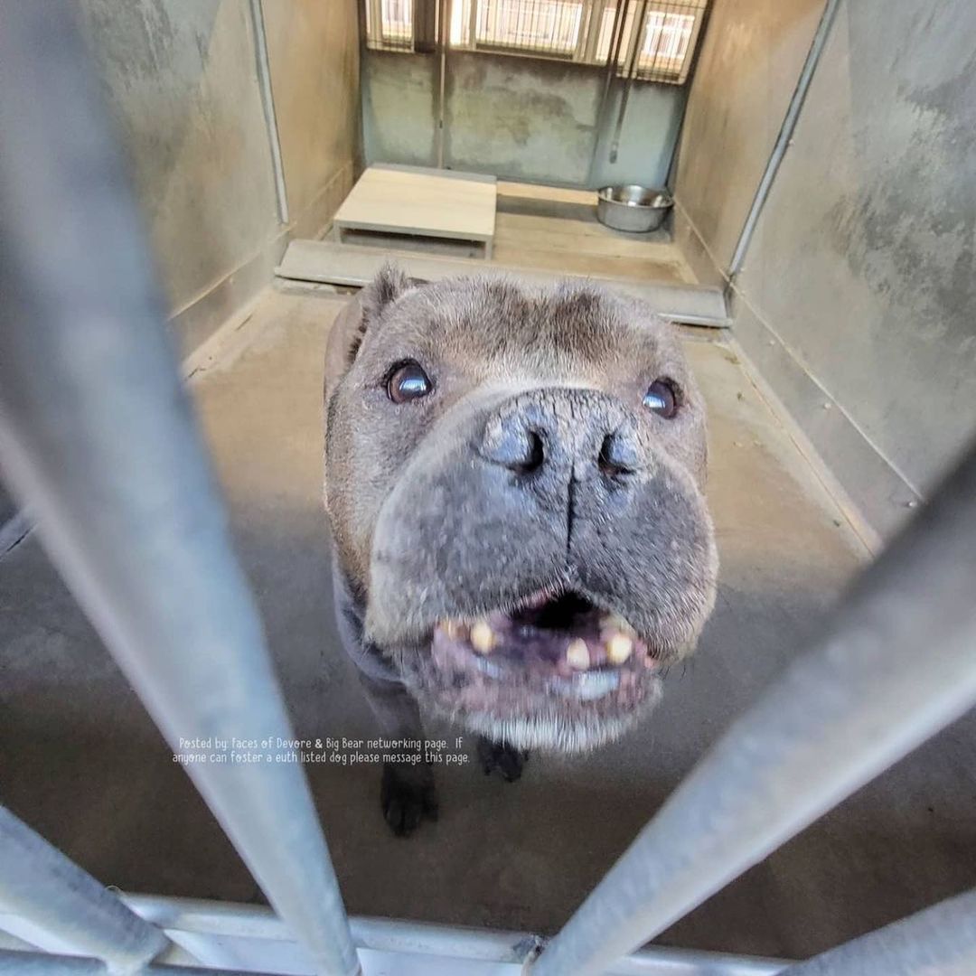 Happy Saturday Rescue Fam! 

We’d love to get this Angel outta the shelter but need a committed and experienced foster to do so.

We reached out to the Devore shelter staff to obtain medical and behavioral notes on Scythe and were told, “He has not shown any signs of having behavior or medical issues. If the staff noticed anything it would have been noted”.

However, it’s clear a dental is in order. He would see one of our vets for a complete work up. We would also do an assessment with one of our trainers, if need be, to better understand him and his needs before placing him in a forever home.

What we do know is that, this short stack is about as adorable as they come, approximately 7 years old and talks real cute!

If you’ve never fostered for us before, the rescue covers all expenses (unless the foster would like to donate toward his care) and we’ll need to review your completed foster application. 

Link in our bio for our foster application.

Please email your completed application to hello@realgood.dog with “Foster Scythe” in the subject line.

Let’s get this bb safe!

<a target='_blank' href='https://www.instagram.com/explore/tags/RealGoodRescue/'>#RealGoodRescue</a> 
<a target='_blank' href='https://www.instagram.com/explore/tags/RealGoodGang/'>#RealGoodGang</a> 
<a target='_blank' href='https://www.instagram.com/explore/tags/DevoreAnimalShelter/'>#DevoreAnimalShelter</a> 
<a target='_blank' href='https://www.instagram.com/explore/tags/A756825/'>#A756825</a>