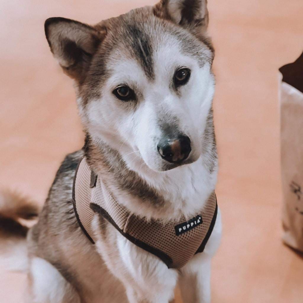 ARRIVES NOVEMBER 15

Lea is a husky mix that loves people - both adults and children, super sweet, loves to cuddle, but has a prey drive (towards stray cats)

Great with dogs. 2 years old and 30ish lbs.

If interested in fostering or adopting, email us at twentypawsrescue@gmail.com or info@twentypawsrescue.com. You can also dm us!
