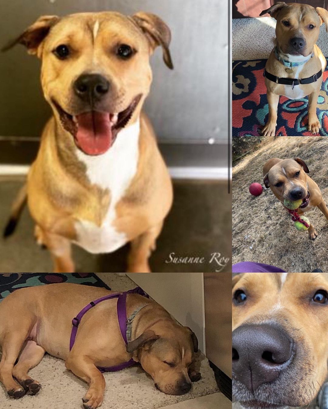 *Courtesy Post* ❤️ Baba is a little under two years old, and has the sweetest face. Baba was transferred to @oregoncoasthumanesociety.ochs from California where she was scheduled to be Euthanized, in June of 2021. She is very playful and a love bug. She loves long walks on the beach and is a dream on a leash. She is a little shy and needs a family who can be patient with her and let her warm up to them. She has been with another dog and did great, so with the right dog she should fit right in. We all love her here at the shelter and are looking to find her her forever home soon!  For more information call 541-997-4277 or email info@oregoncoasthumanesociety.org