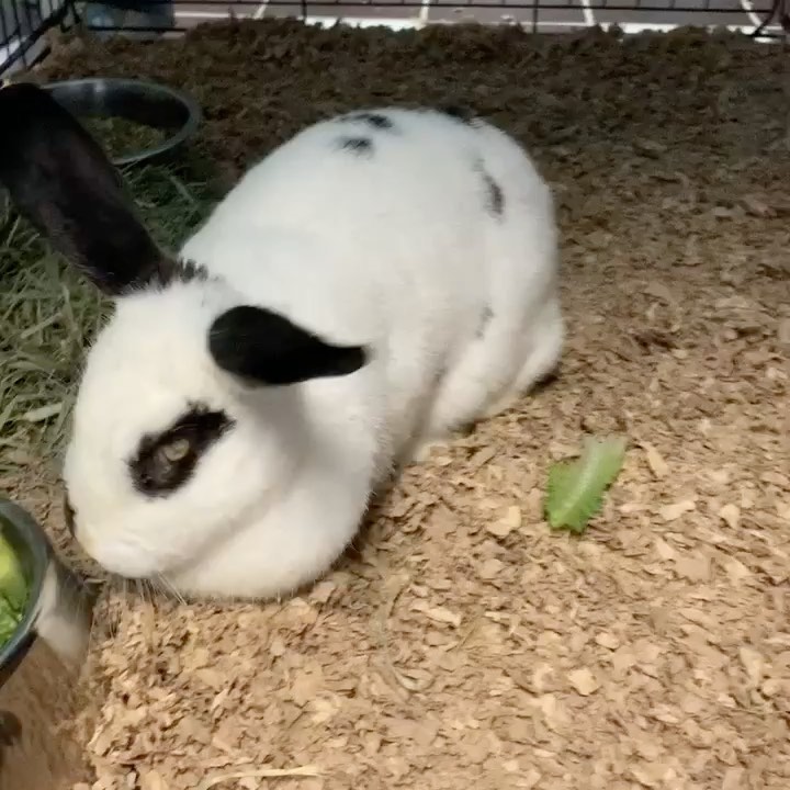 Our hearts are breaking for this beautiful <a target='_blank' href='https://www.instagram.com/explore/tags/blind/'>#blind</a> bunny who is currently in one of our local urban shelters. Would you want to be the some-bunny special who opens your heart and home to this special-needs sweetheart? Please fill out our foster or adoption application at www.hharteam.org or email us at rescue@hharteam.org if you can help. We will provide a proper setup and food. Let’s get this precious little friend out of the shelter. 🐰<a target='_blank' href='https://www.instagram.com/explore/tags/bunny/'>#bunny</a> <a target='_blank' href='https://www.instagram.com/explore/tags/rabbit/'>#rabbit</a> <a target='_blank' href='https://www.instagram.com/explore/tags/bunnyrabbit/'>#bunnyrabbit</a> <a target='_blank' href='https://www.instagram.com/explore/tags/foster/'>#foster</a> <a target='_blank' href='https://www.instagram.com/explore/tags/adopt/'>#adopt</a> <a target='_blank' href='https://www.instagram.com/explore/tags/blindbunny/'>#blindbunny</a> <a target='_blank' href='https://www.instagram.com/explore/tags/helpshelteranimals/'>#helpshelteranimals</a> <a target='_blank' href='https://www.instagram.com/explore/tags/bekindtoeverykind/'>#bekindtoeverykind</a> <a target='_blank' href='https://www.instagram.com/explore/tags/bekindtoanimals/'>#bekindtoanimals</a> <a target='_blank' href='https://www.instagram.com/explore/tags/halfwayhomeanimalrescueteam/'>#halfwayhomeanimalrescueteam</a> <a target='_blank' href='https://www.instagram.com/explore/tags/compassion/'>#compassion</a> <a target='_blank' href='https://www.instagram.com/explore/tags/crueltyfree/'>#crueltyfree</a> <a target='_blank' href='https://www.instagram.com/explore/tags/donoharm/'>#donoharm</a> <a target='_blank' href='https://www.instagram.com/explore/tags/makeadifference/'>#makeadifference</a> <a target='_blank' href='https://www.instagram.com/explore/tags/unconditionallove/'>#unconditionallove</a> <a target='_blank' href='https://www.instagram.com/explore/tags/perfectlyimperfect/'>#perfectlyimperfect</a> <a target='_blank' href='https://www.instagram.com/explore/tags/dontyouwantsomebunnytolove/'>#dontyouwantsomebunnytolove</a> 🐰🐰🐰❤️